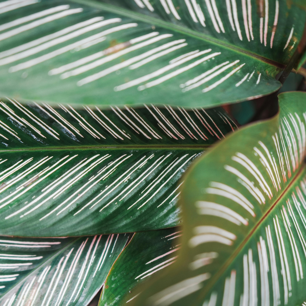 Calathea — podlewanie i nawożenie. Poznaj podstawowe sekrety pielęgnacji.