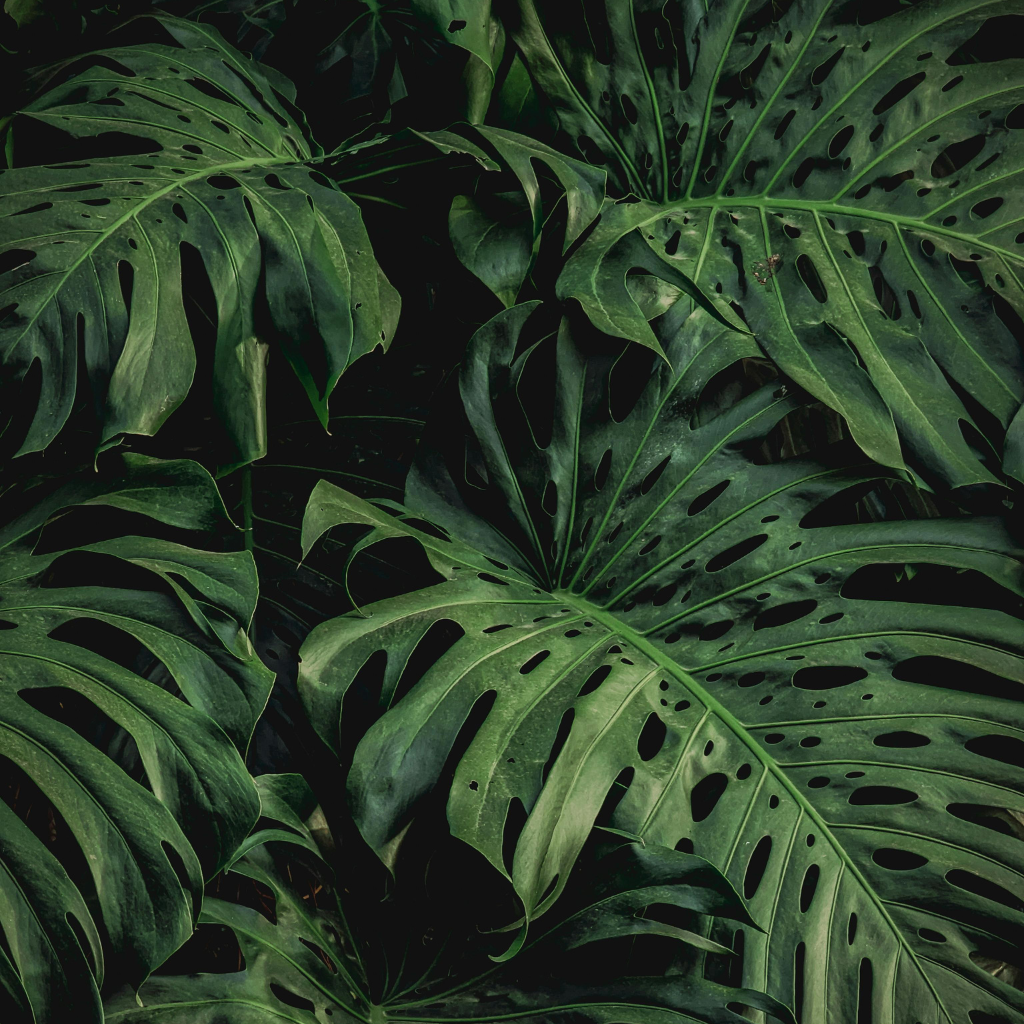 Monstera deliciosa — wymagania i uprawa bez tajemnic