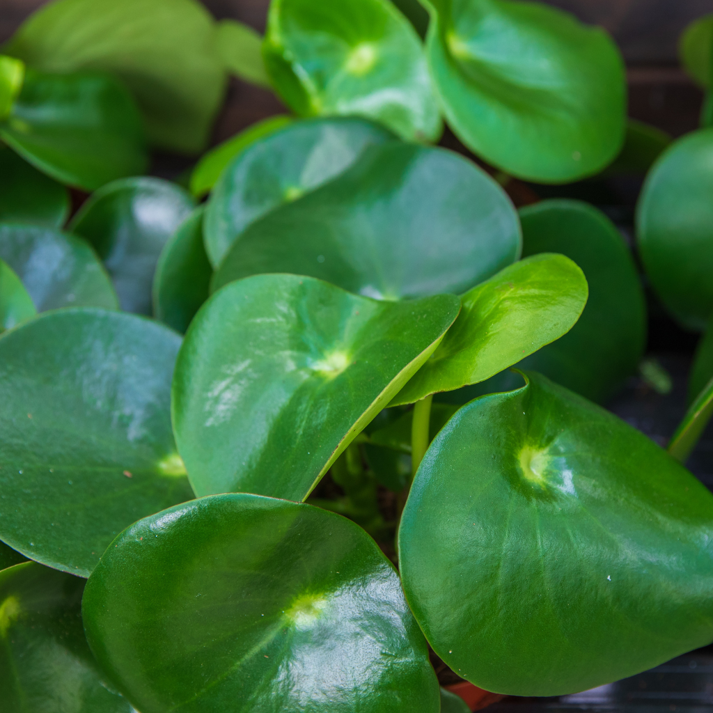 Peperomia — odmiany, pielęgnacja i uprawa