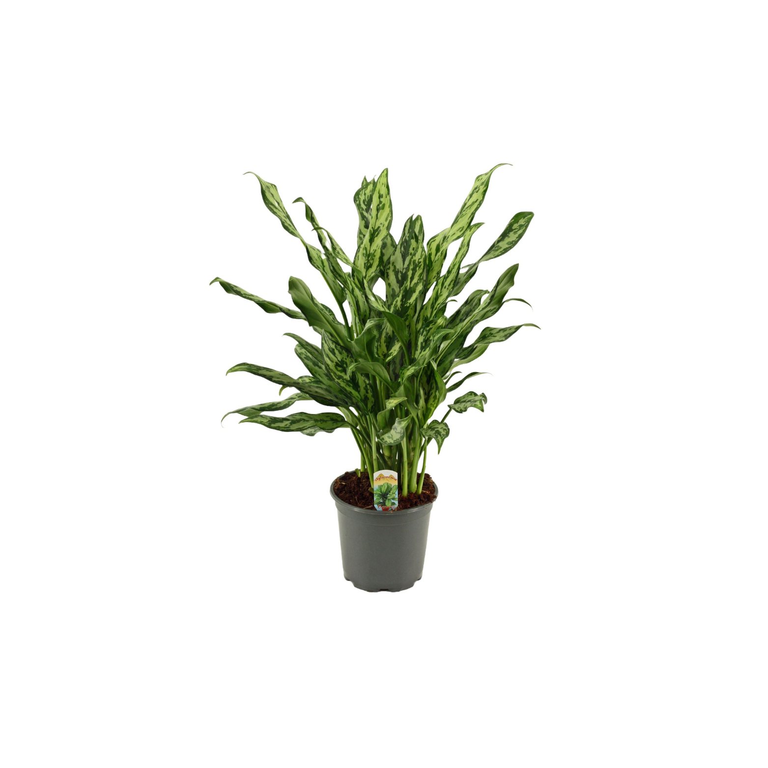 aglaonema miss juliette AGLAONEMA 'MISS JULIETTE'