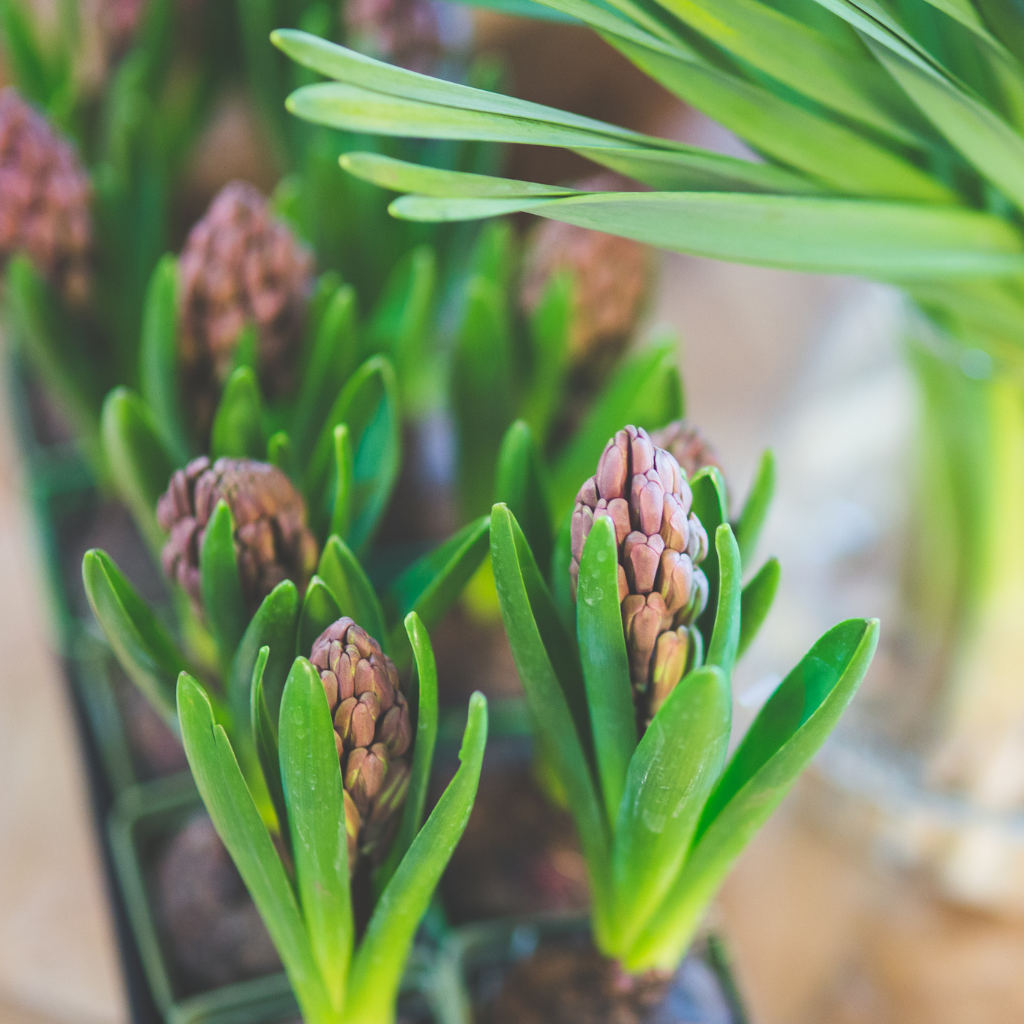 Cebule, bulwy czy kłącza? Poznaj różnice i wybierz najlepsze rośliny