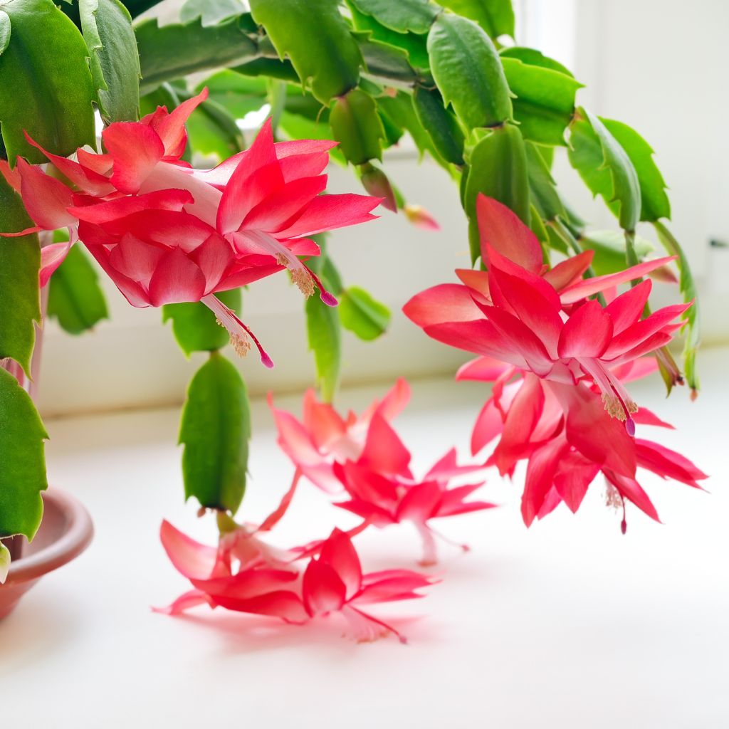 Sekret pielęgnacji grudnika - jak dbać o kaktusa Bożego Narodzenia?