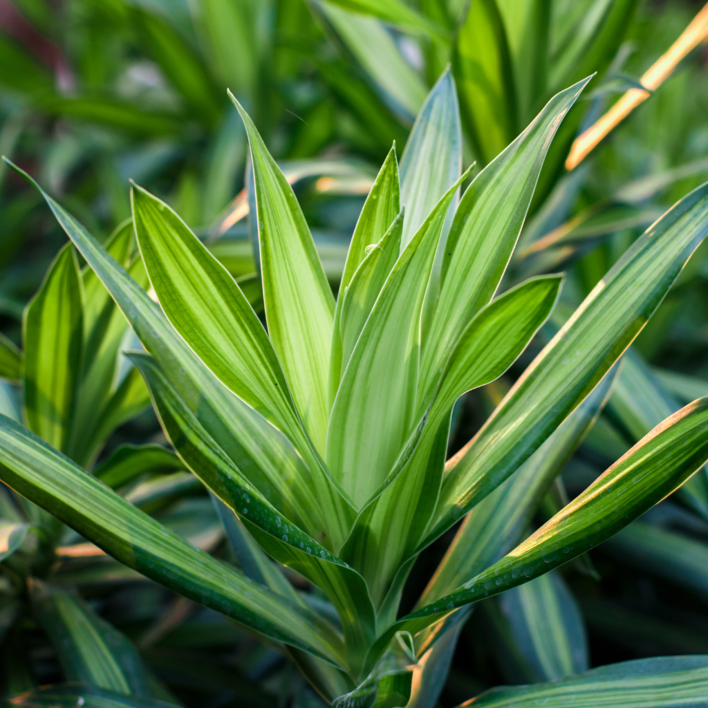 Dracena – roślina długowieczna