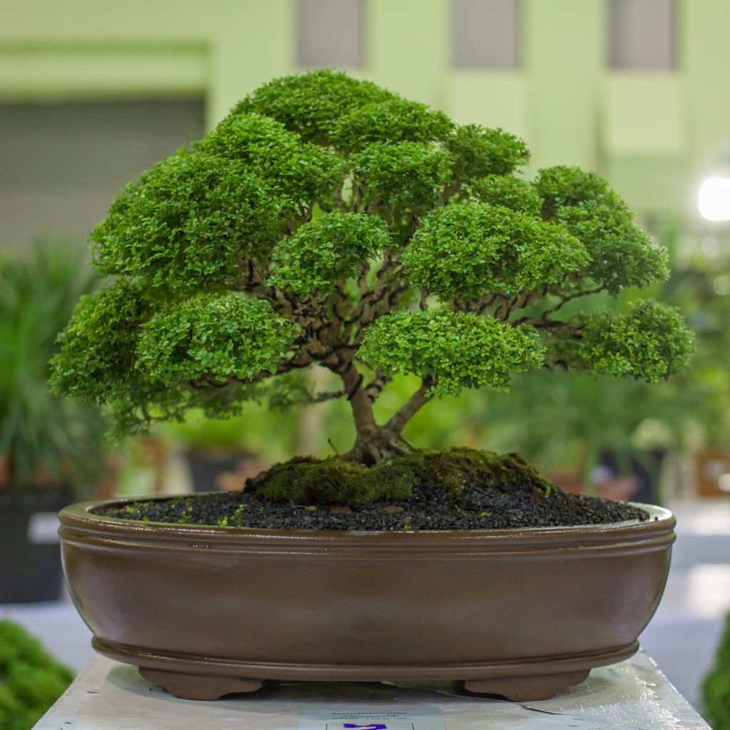 Jak rozpocząć przygodę z drzewkami bonsai?