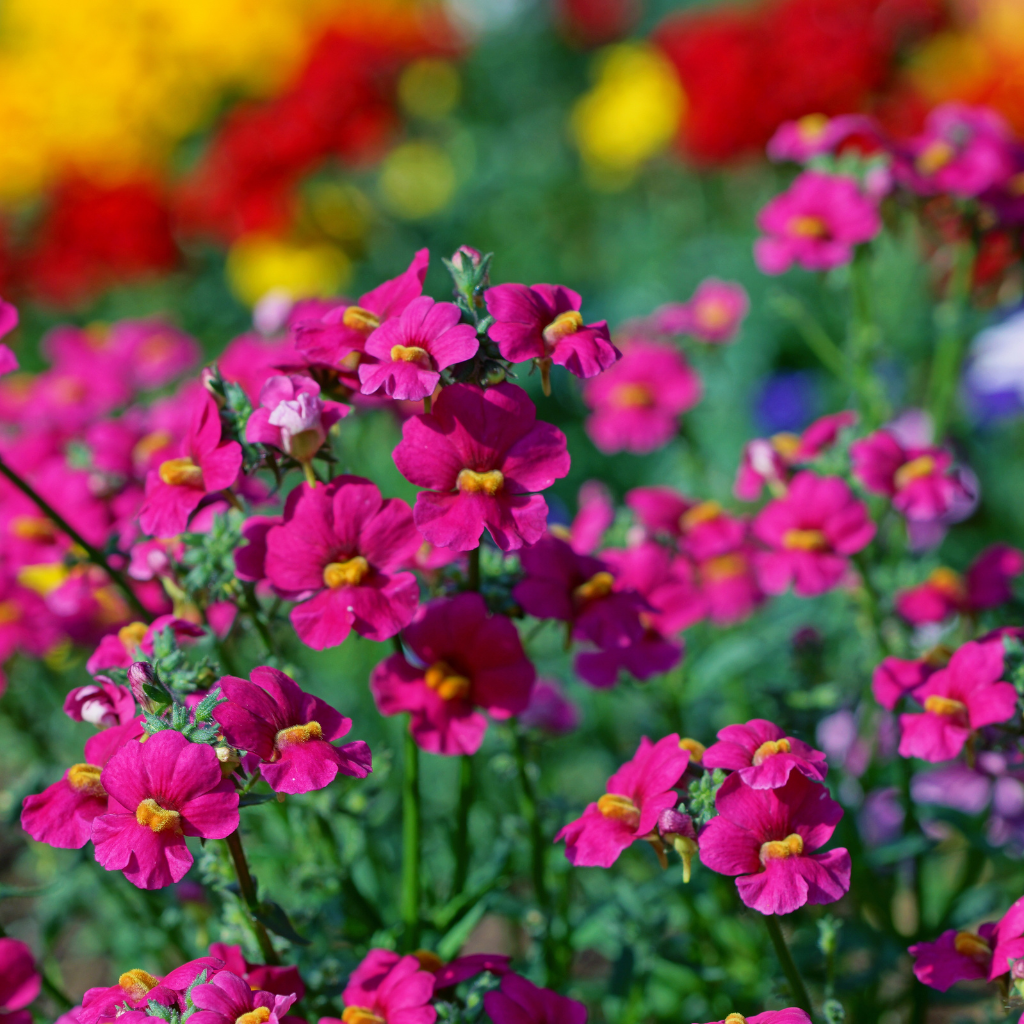 Nemezja na balkon – jak uprawiać, podlewać i z czym łączyć?