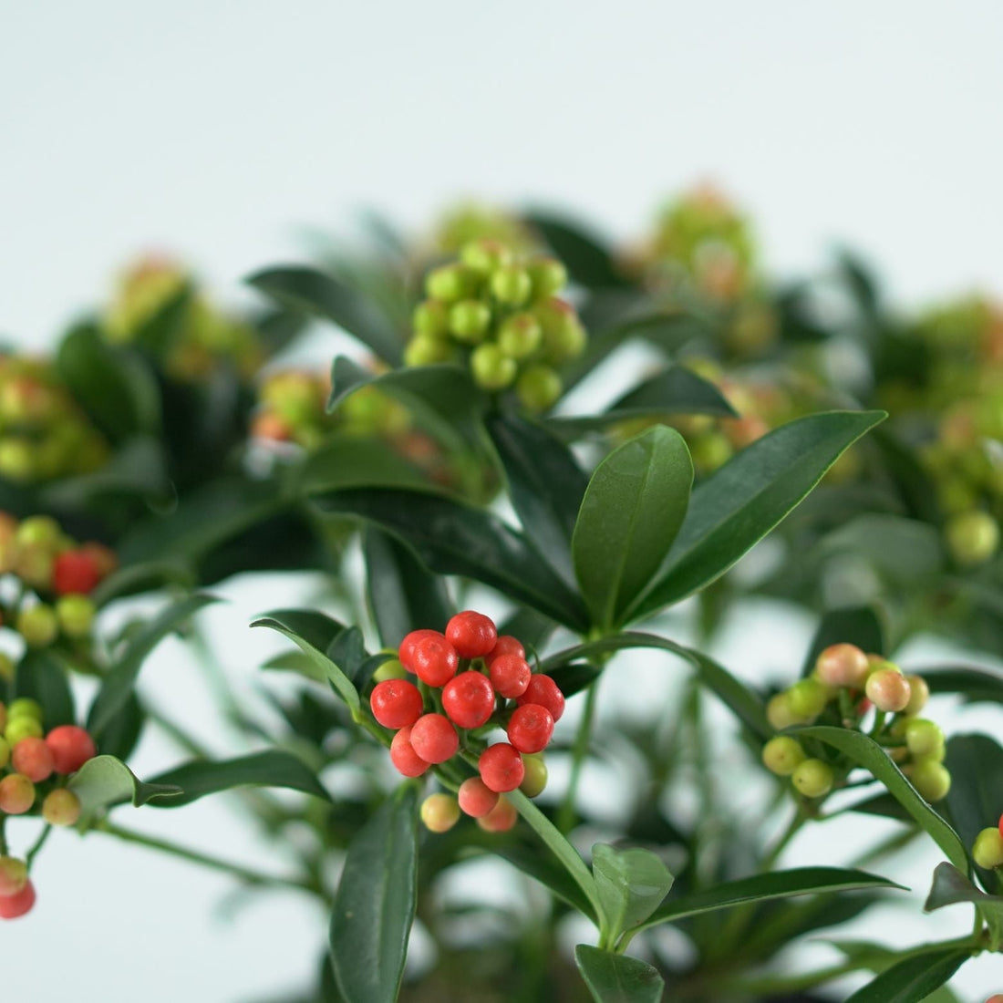 Skimia japońska – krzew, który zachwyca cały rok