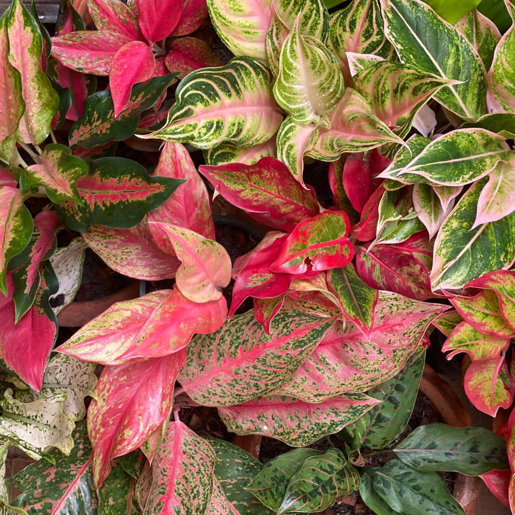 Aglaonema - jak o nią dbać