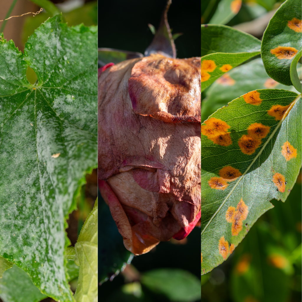 Najczęstsze choroby grzybowe roślin w ogrodzie – jak je rozpoznać?