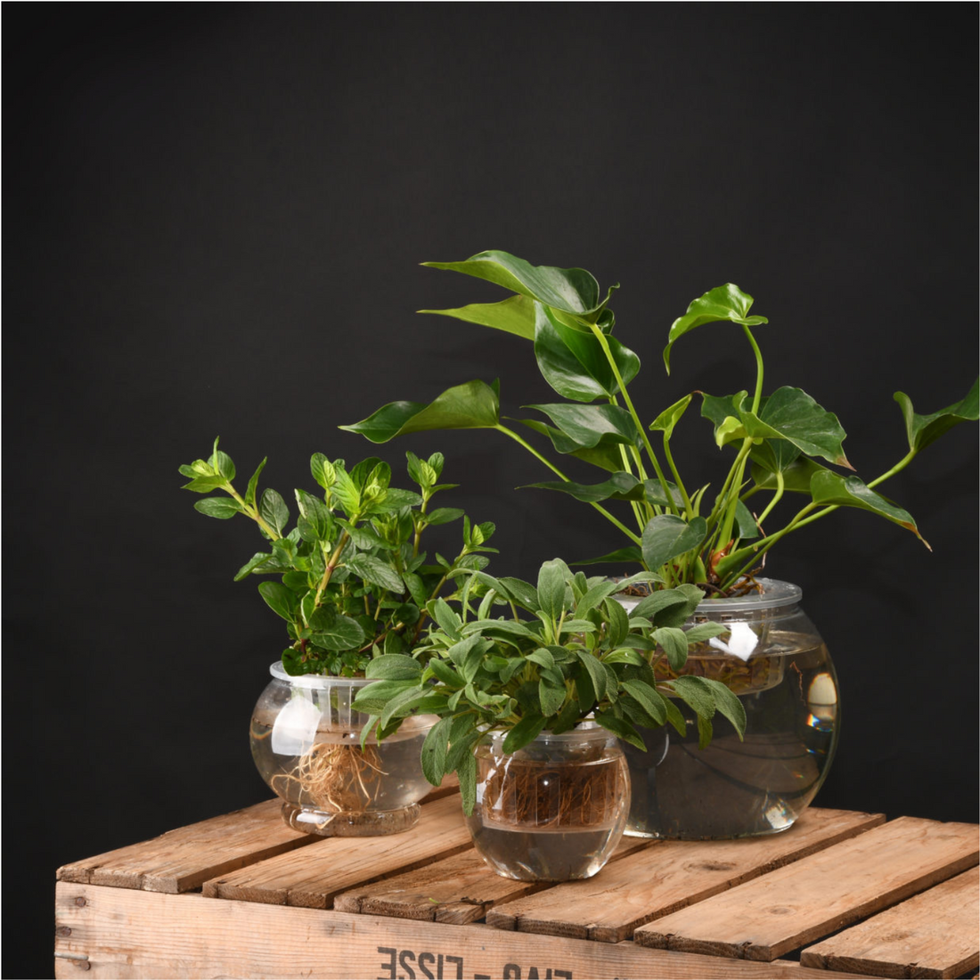 Hydroponika dla początkujących – domowe rośliny ozdobne bez ziemi