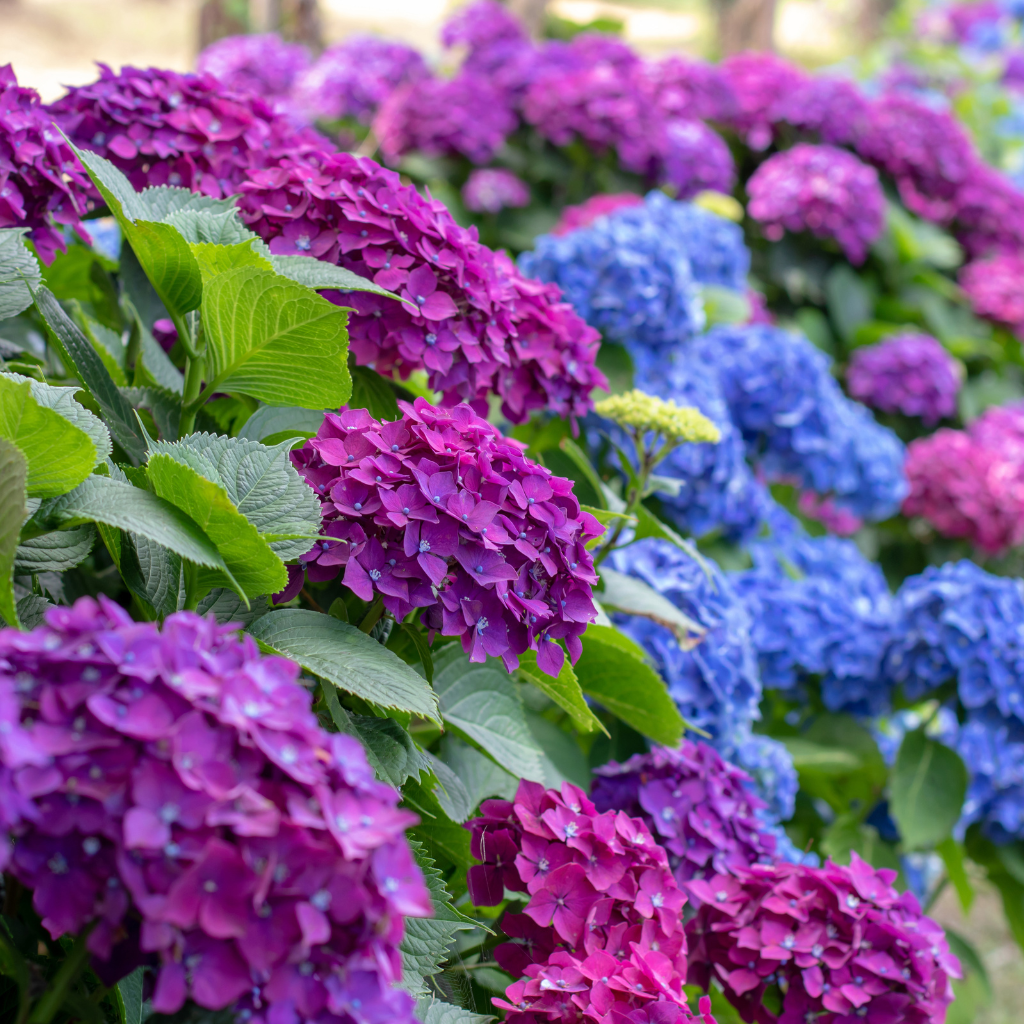 Hortensja ogrodowa (Hydrangea macrophylla)     -     Dowiedz się co warto wiedzieć przed posadzeniem jej w ogrodzie.
