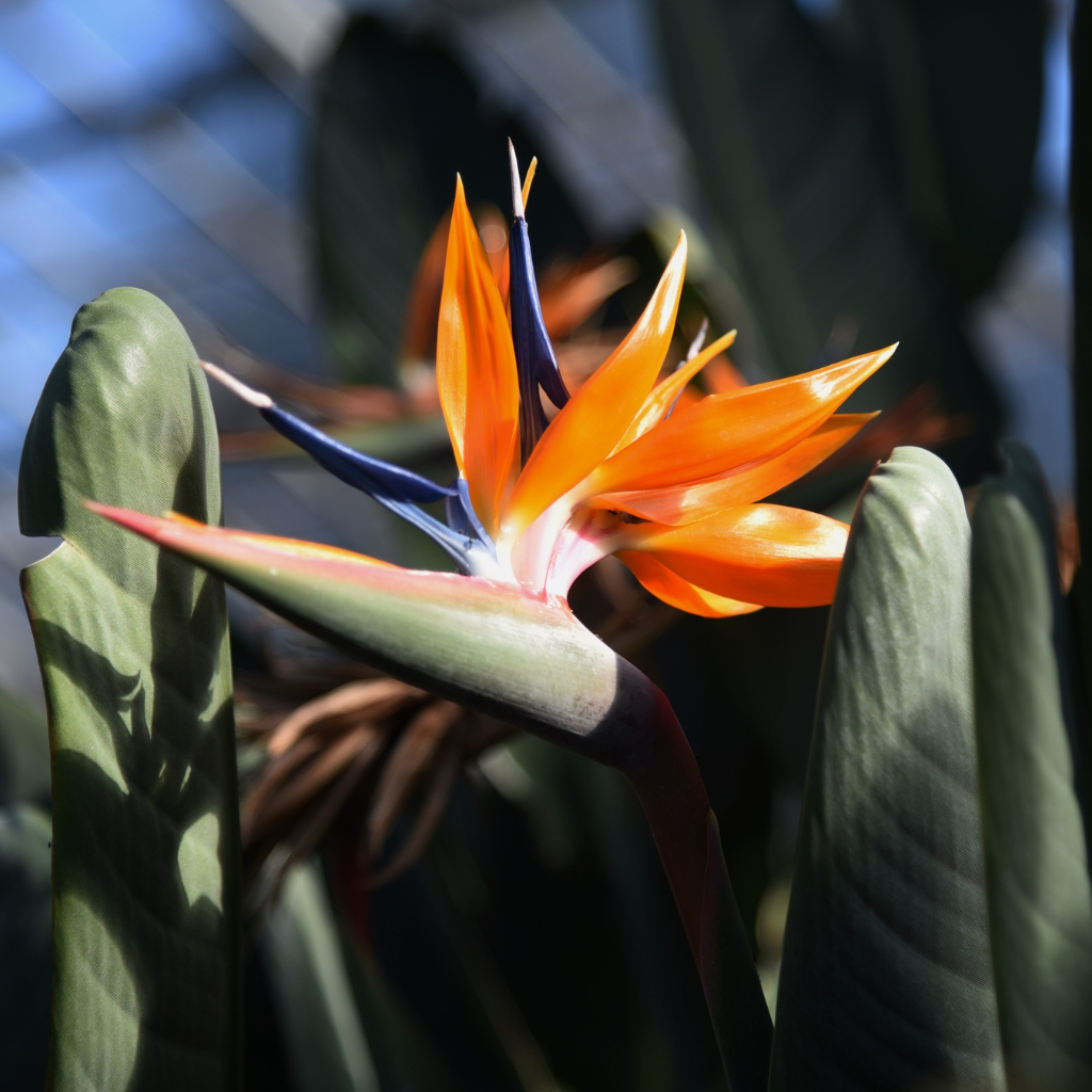 Strelicje i helikonie — co warto wiedzieć o tych gatunkach