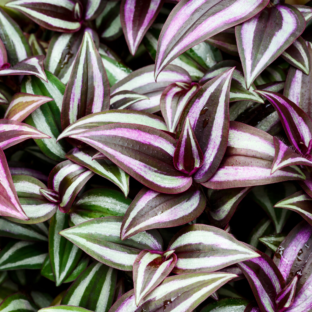 Trzykrotka, czyli Tradescantia bez tajemnic — jak o nią dbać?