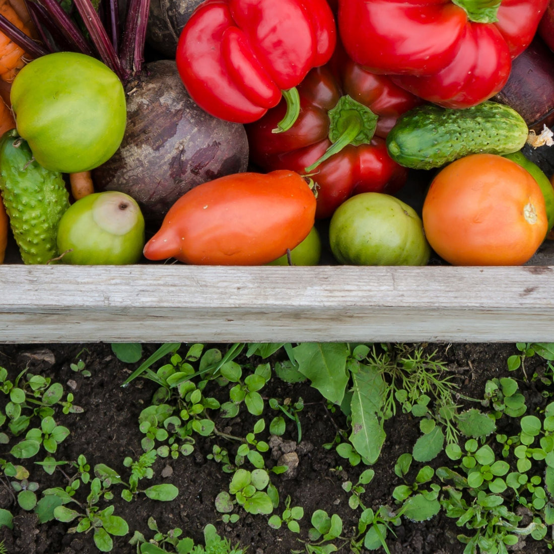 Zdrowy warzywnik w połowie sezonu – wsparcie dla pomidorów,ogórków i innych warzyw