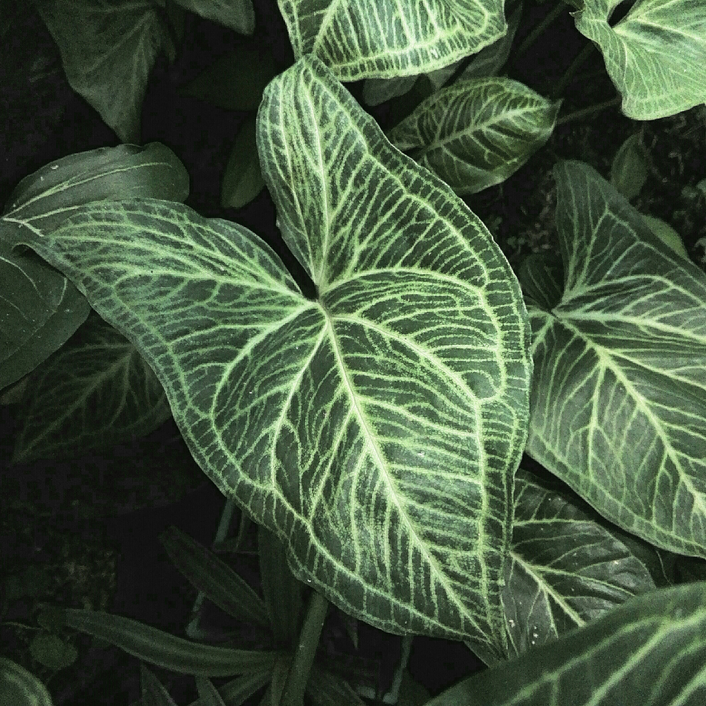 Jak dbać o syngonium? Pielęgnacja zroślichy