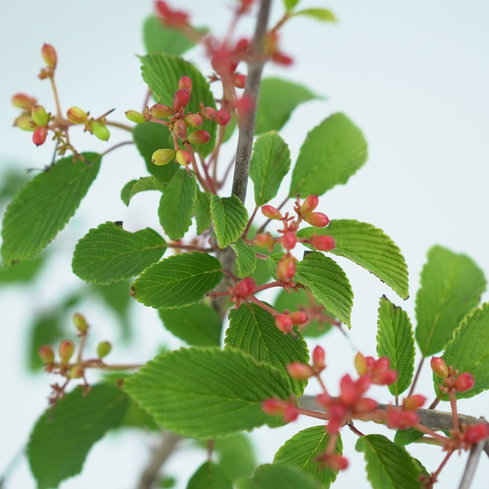 VIBURNUM PLICATUM 'KILIMANDJARO' Kalina japońska