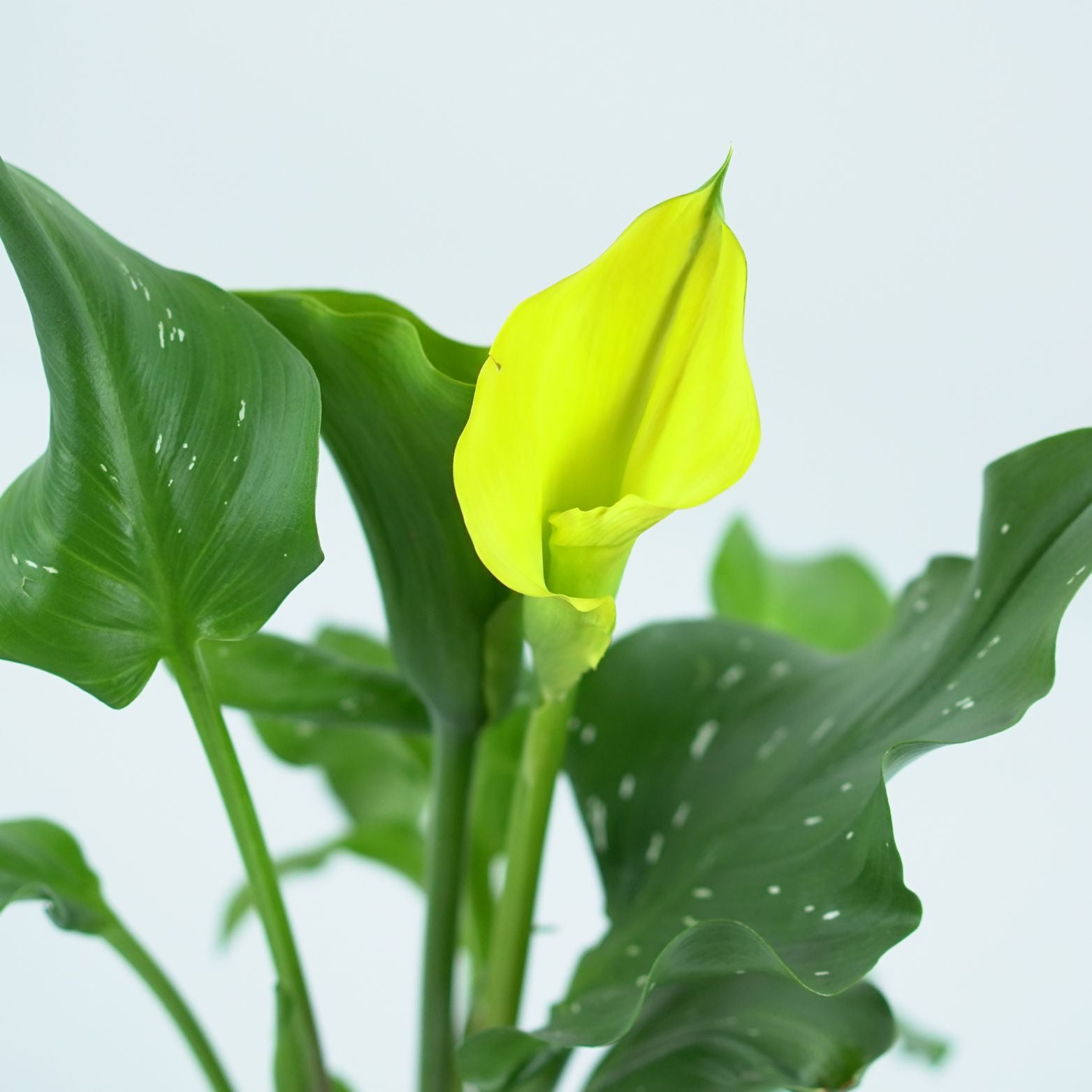 ZANTEDESCHIA Kalia