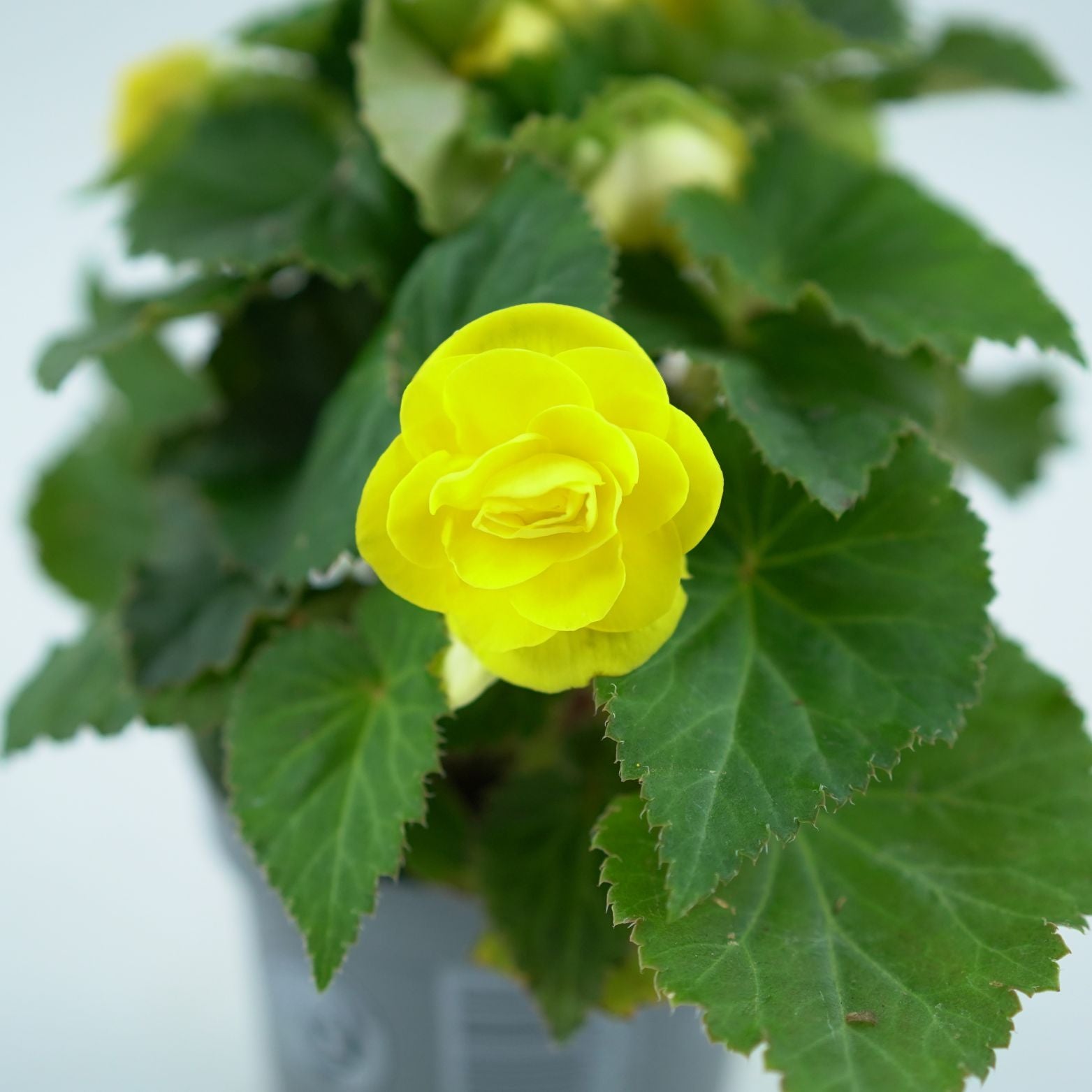 BEGONIA TUBERHYBRIDA FORTUNE Begonia