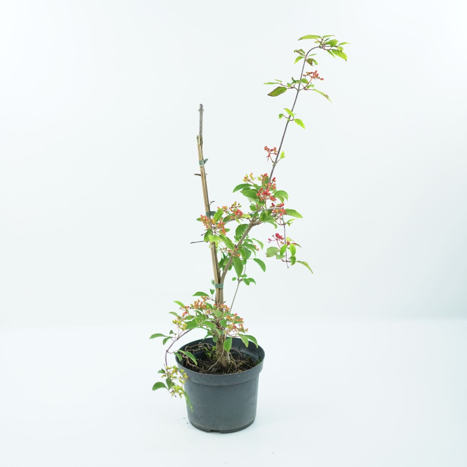 VIBURNUM PLICATUM 'KILIMANDJARO' Kalina japońska