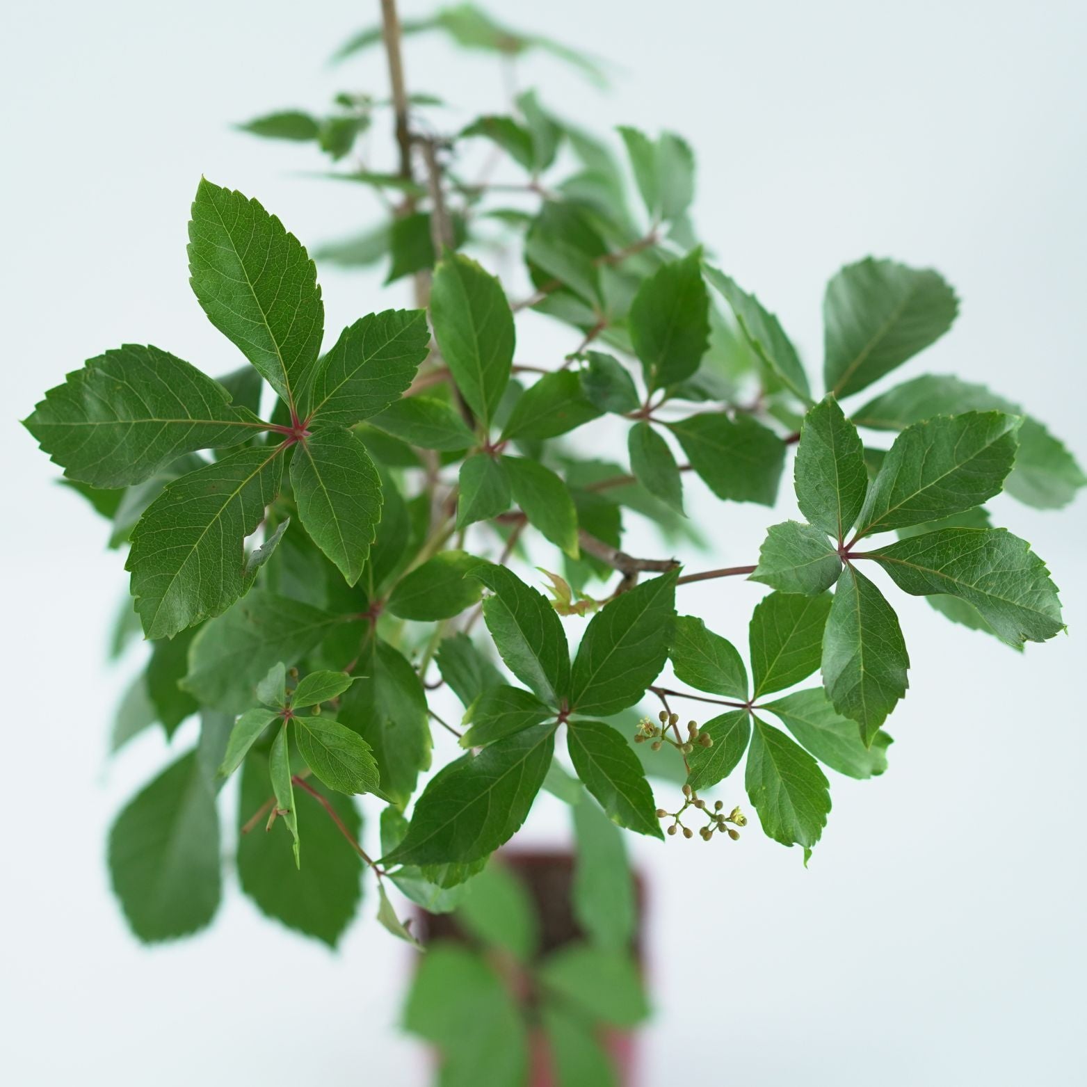 PARTHENOCISSUS QUINQUEFOLIA 'TROKI' Winobluszcz pięciolistkowy