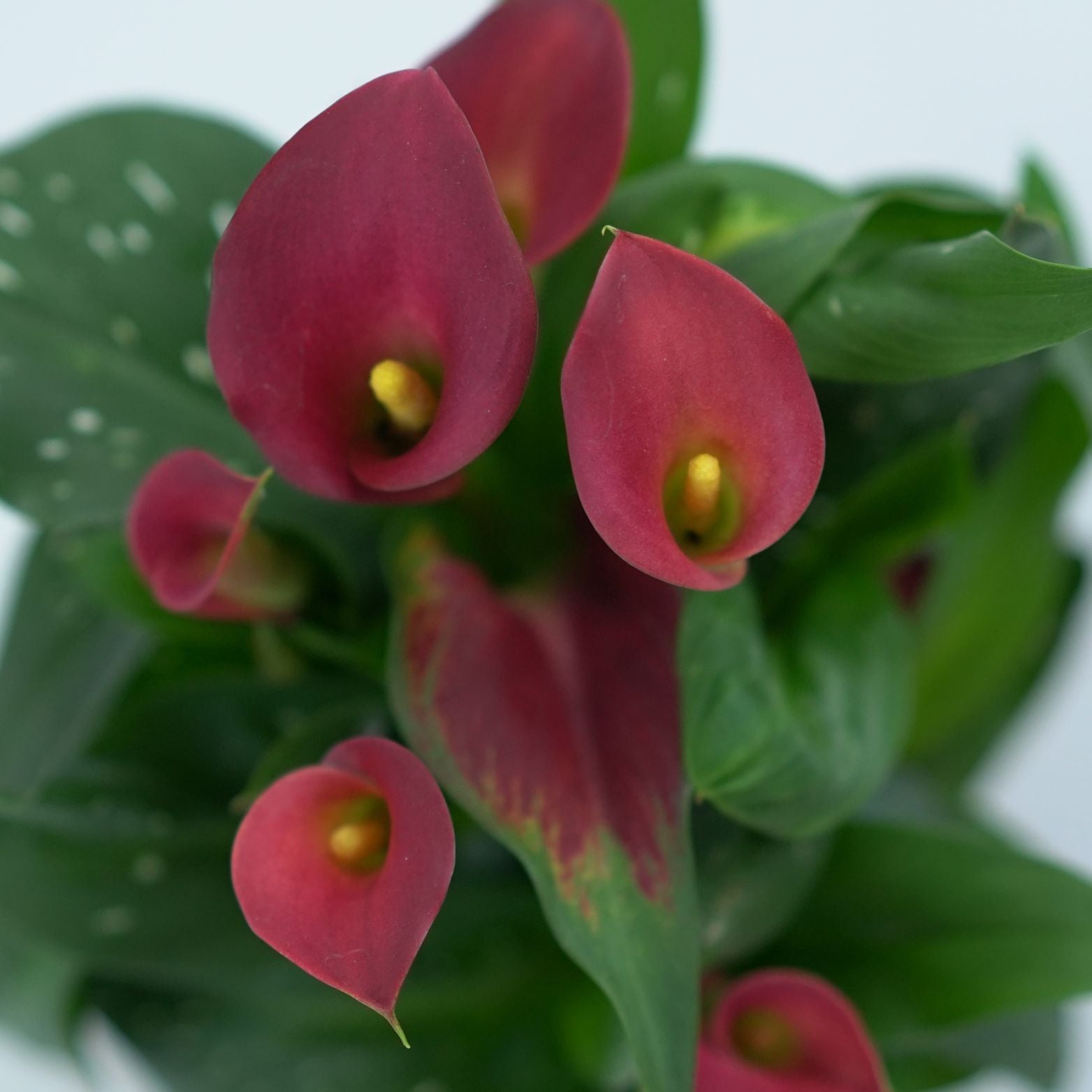 ZANTEDESCHIA Kalia