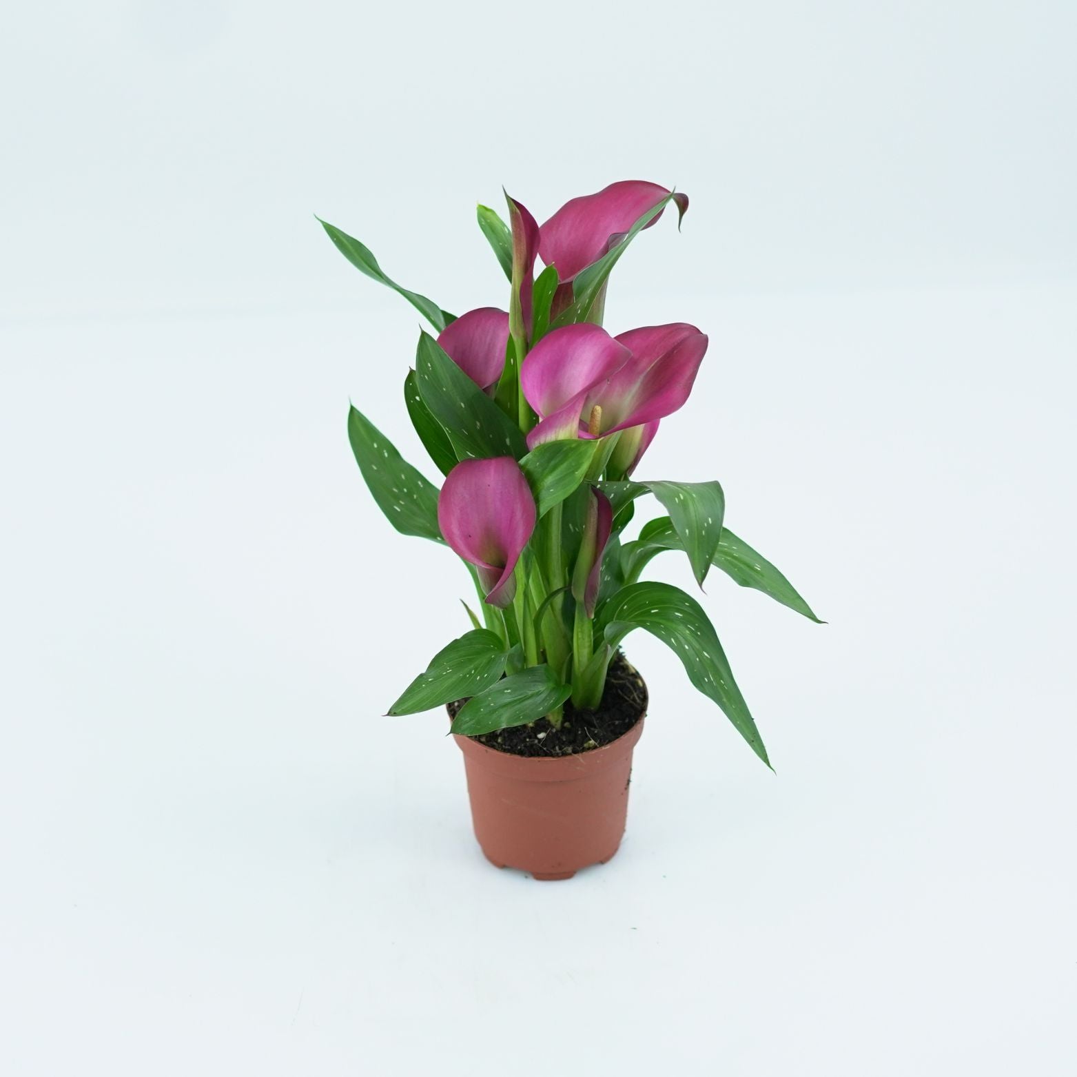 ZANTEDESCHIA Kalia