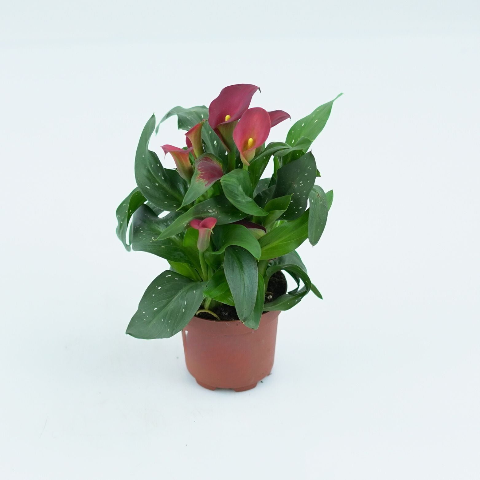 ZANTEDESCHIA Kalia
