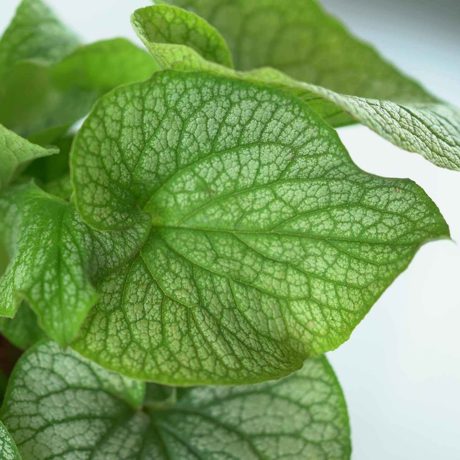 BRUNNERA MACROPHYLLA 'ALEXANDER'S GREAT' Brunera wielkolistna