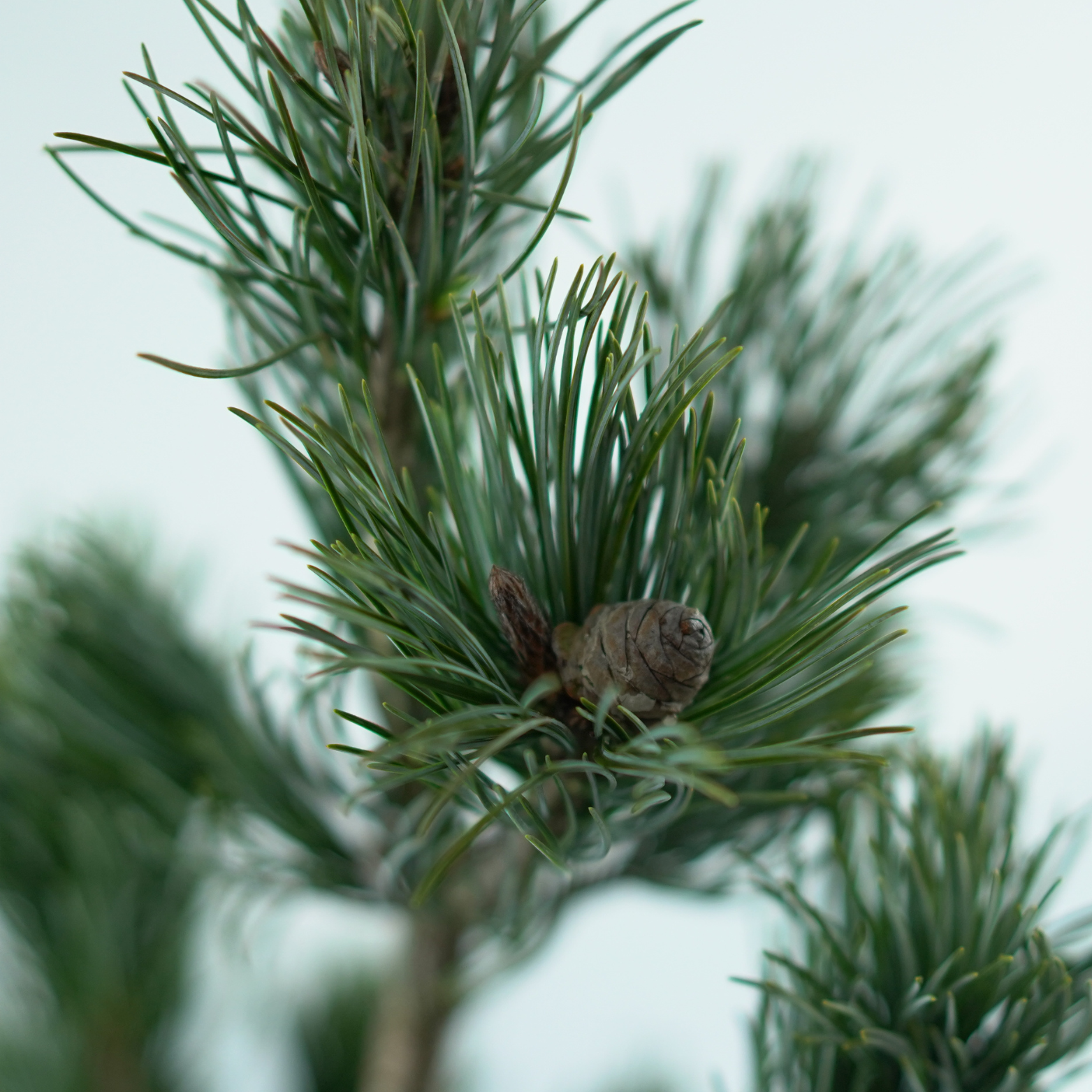 PINUS PARVIFLORA 'GLAUCA' Sosna drobnokwiatowa