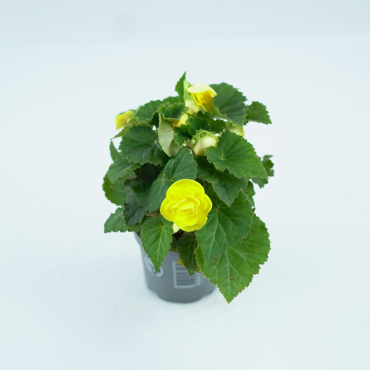 BEGONIA TUBERHYBRIDA FORTUNE Begonia