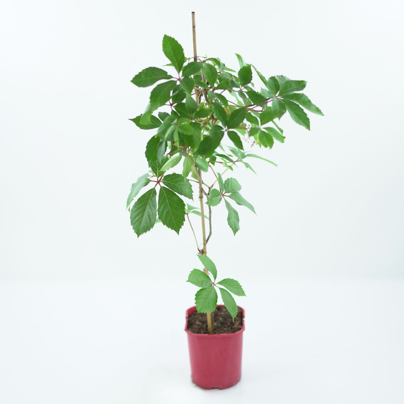 PARTHENOCISSUS QUINQUEFOLIA 'TROKI' Winobluszcz pięciolistkowy