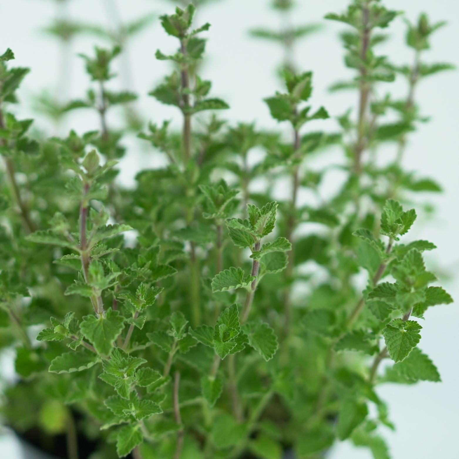 NEPETA FAASSENII 'Kit Kat' Kocimiętka 