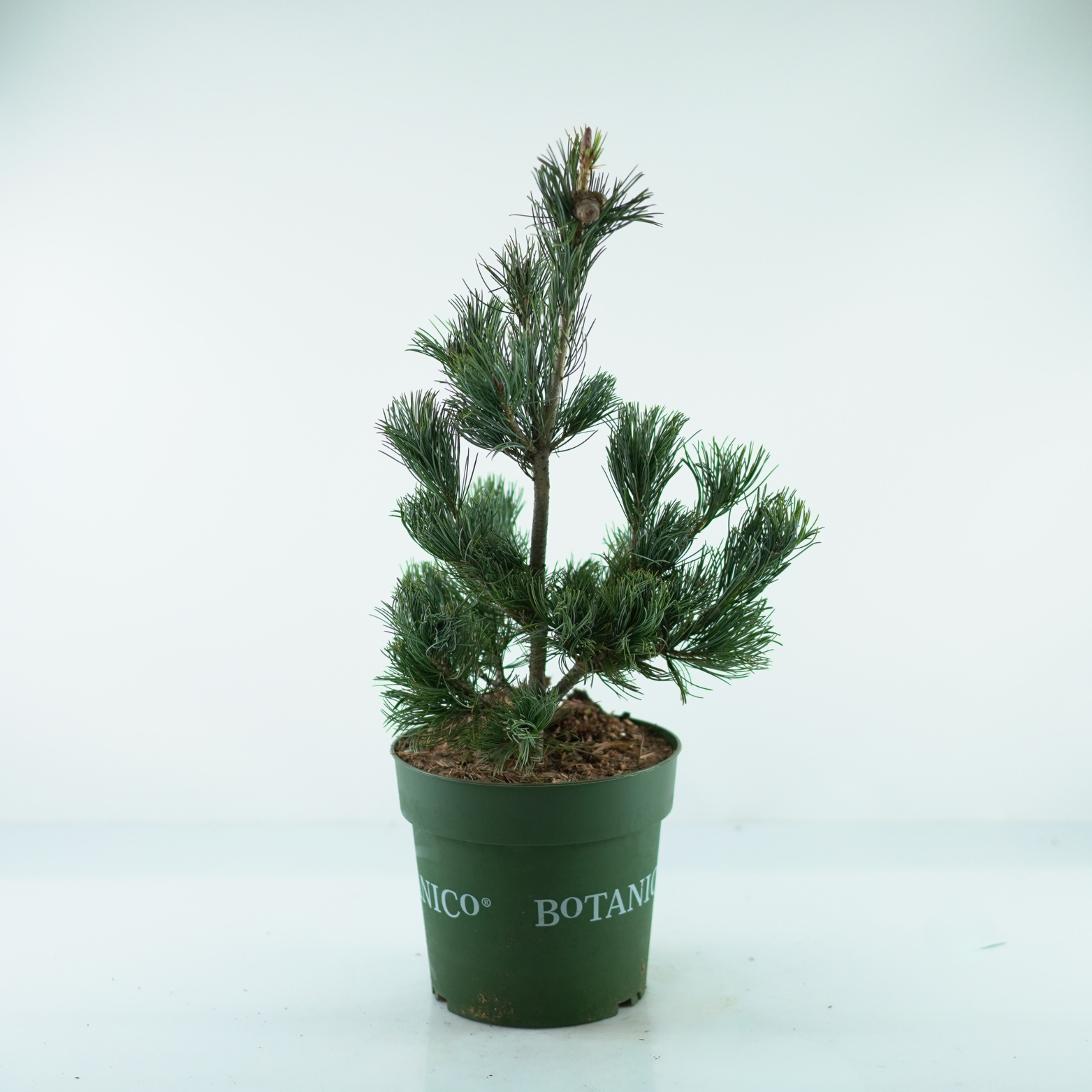 PINUS PARVIFLORA 'GLAUCA' Sosna drobnokwiatowa