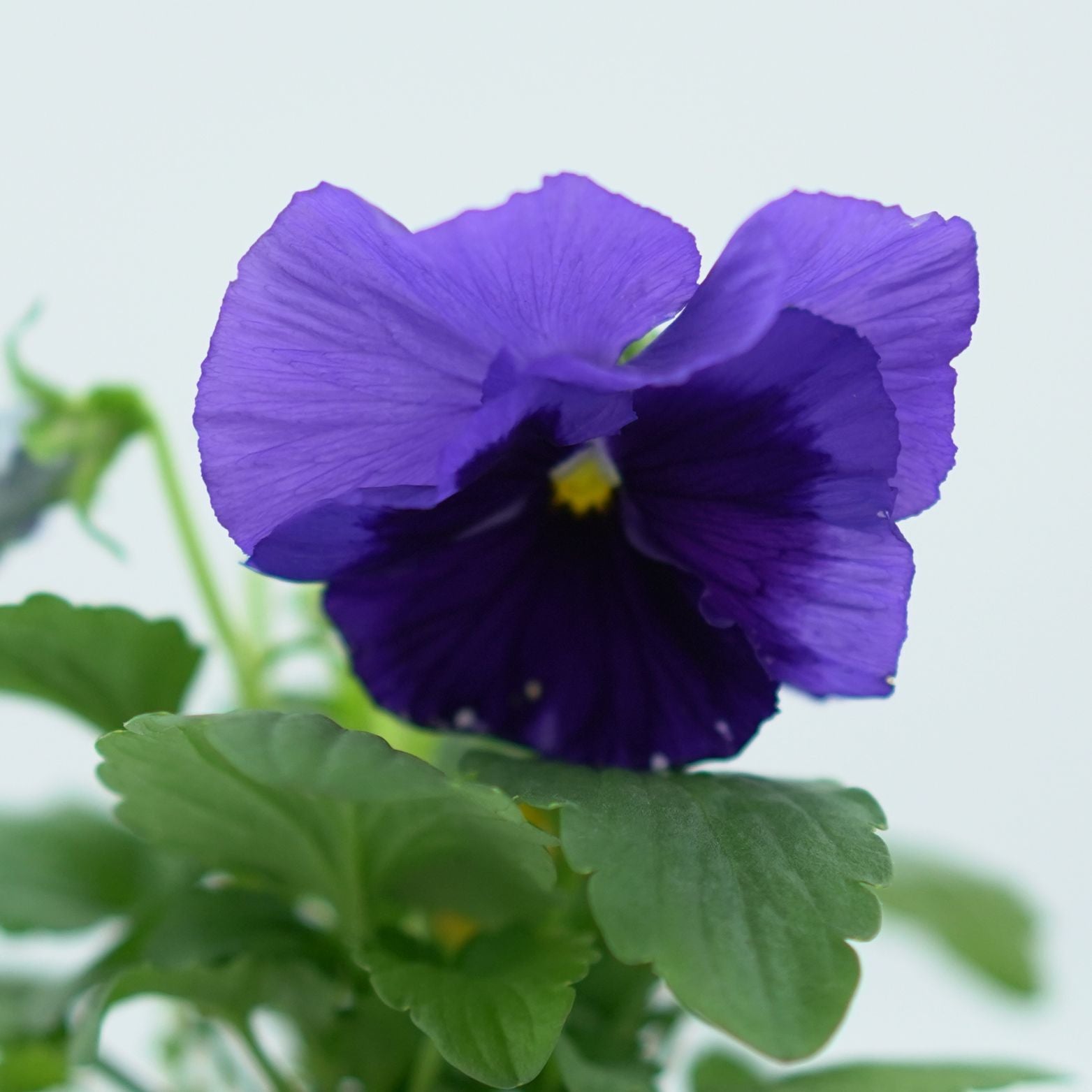 VIOLA Bratek, fiołek ogrodowy
