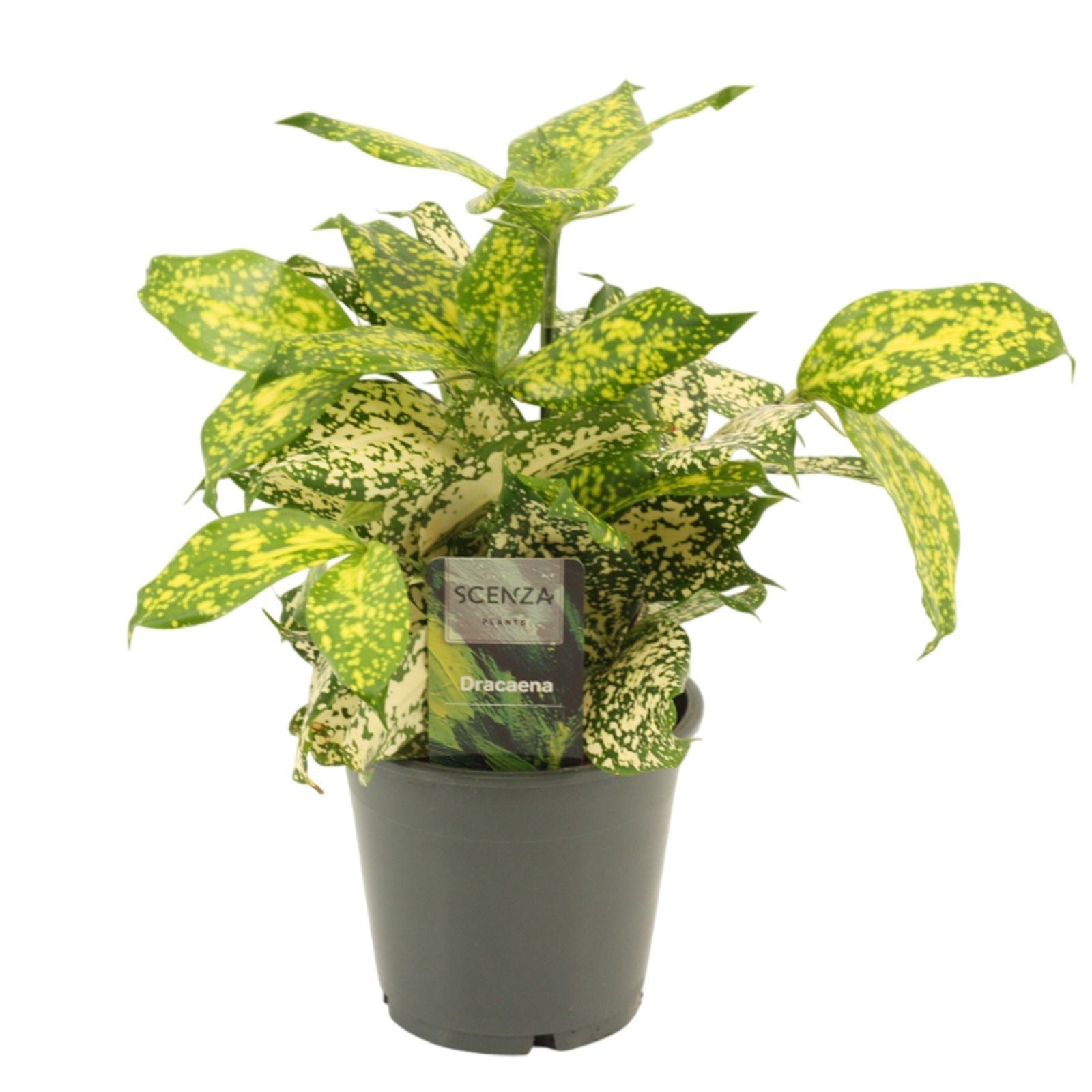 DRACAENA SURCULOSA 'FLORIDA BEAUTY' Dracena