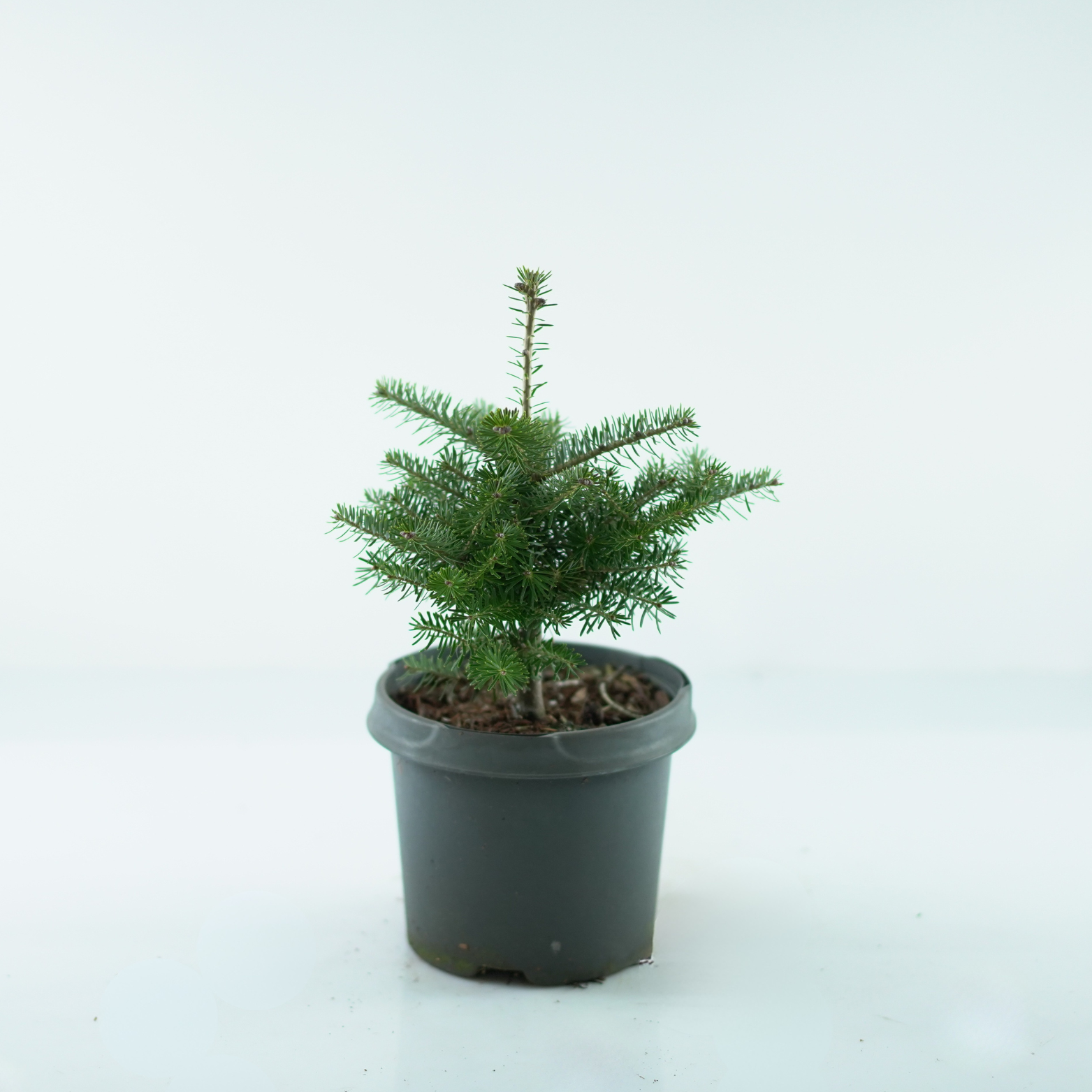 ABIES KOREANA Jodła koreańska
