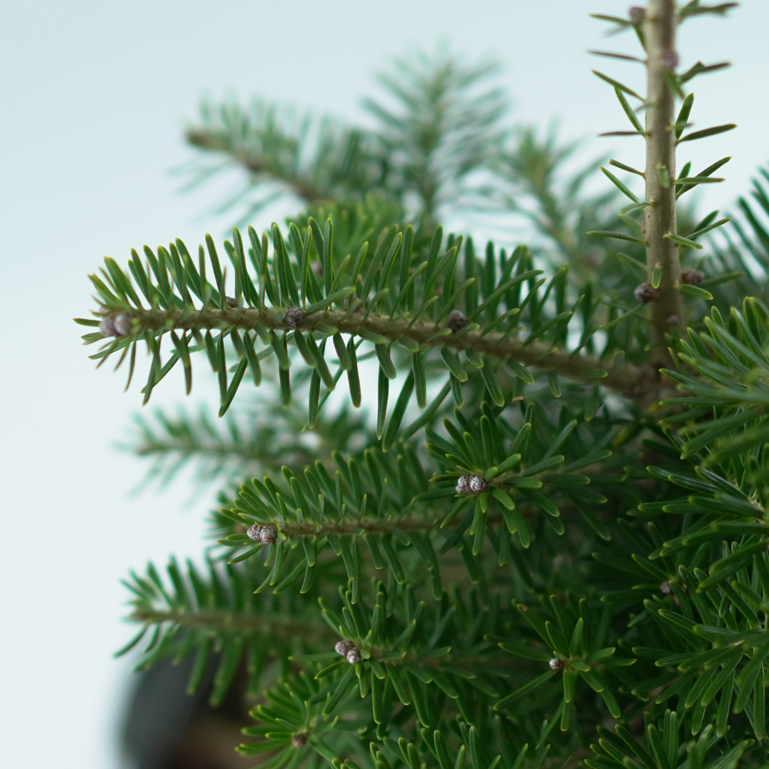 ABIES KOREANA Jodła koreańska