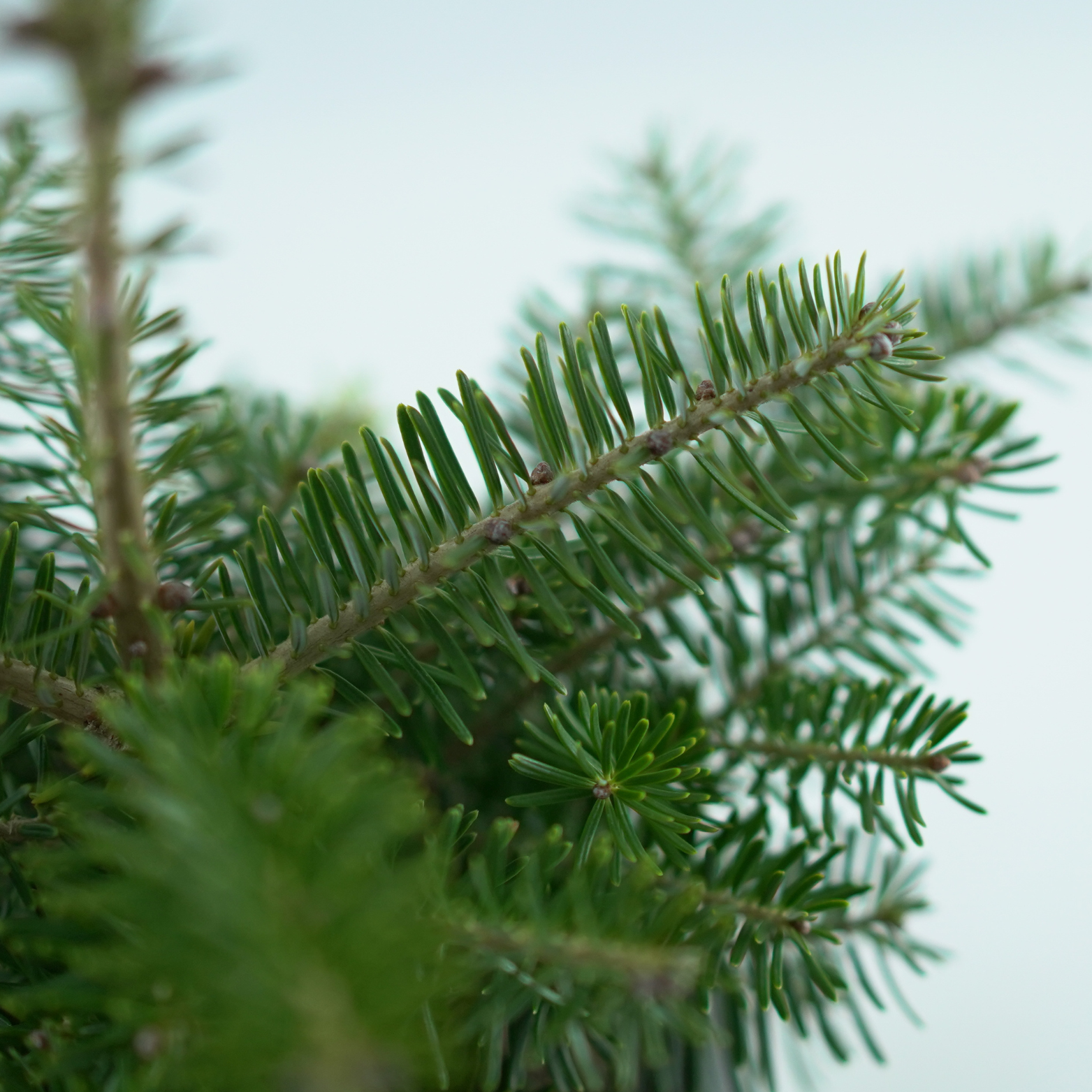 ABIES KOREANA Jodła koreańska