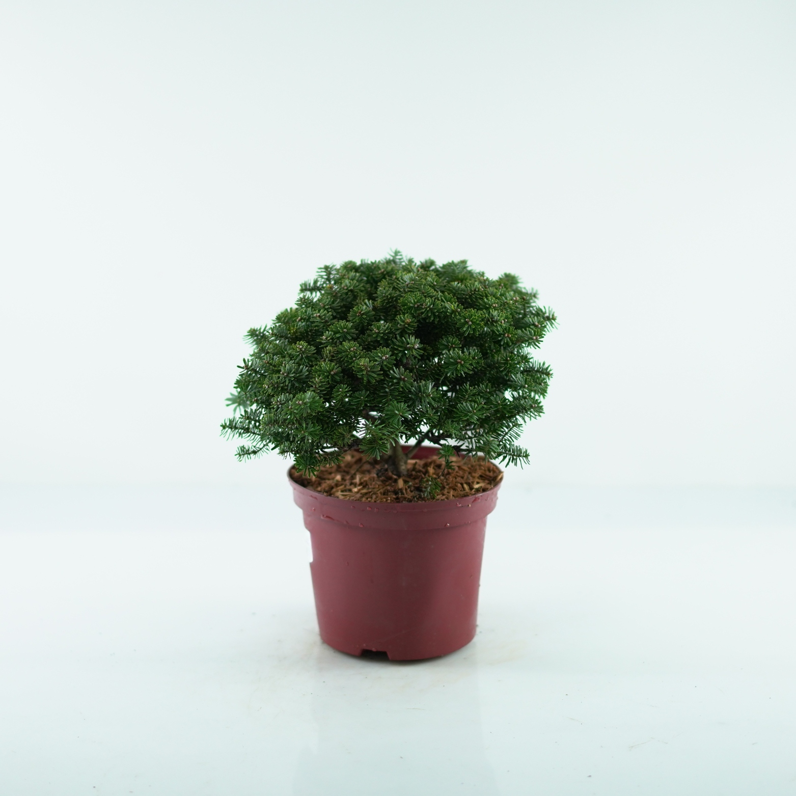 ABIES KOREANA 'BRILLANT' Jodła koreańska