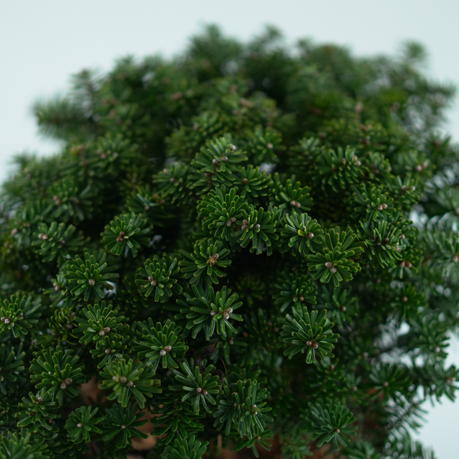 ABIES KOREANA 'BRILLANT' Jodła koreańska