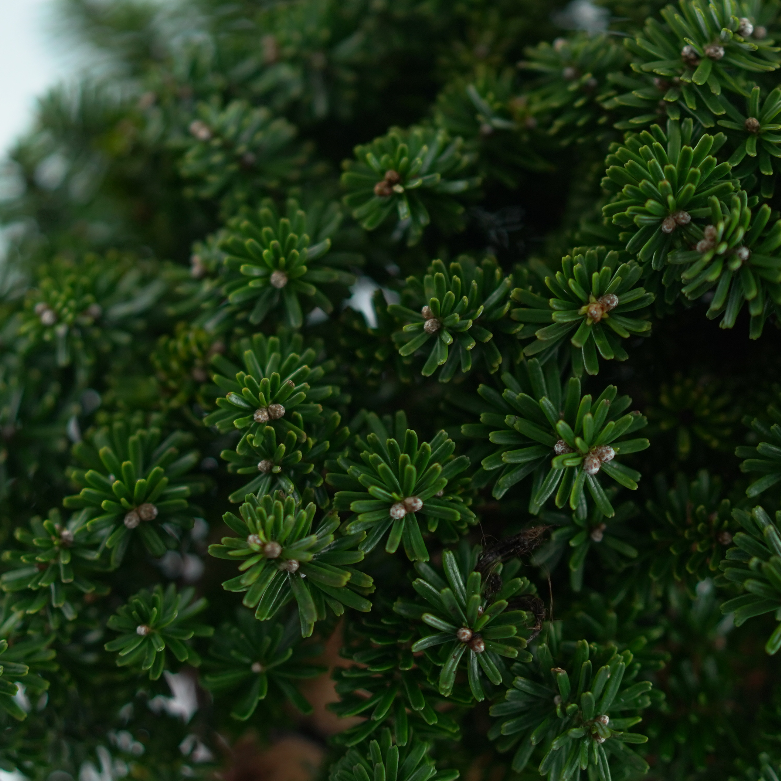 ABIES KOREANA 'BRILLANT' Jodła koreańska