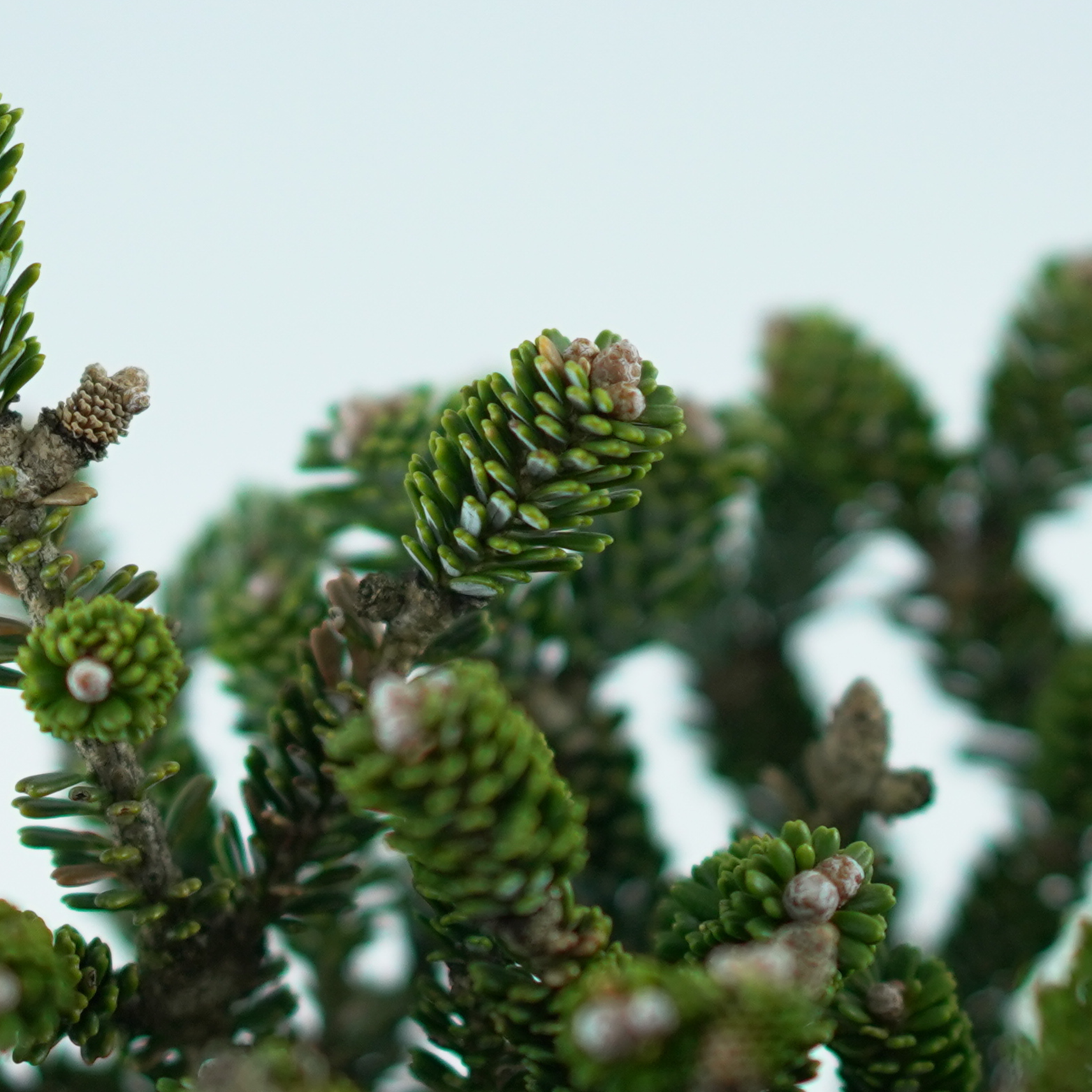 ABIES KOREANA 'OBERON' Jodła koreańska 