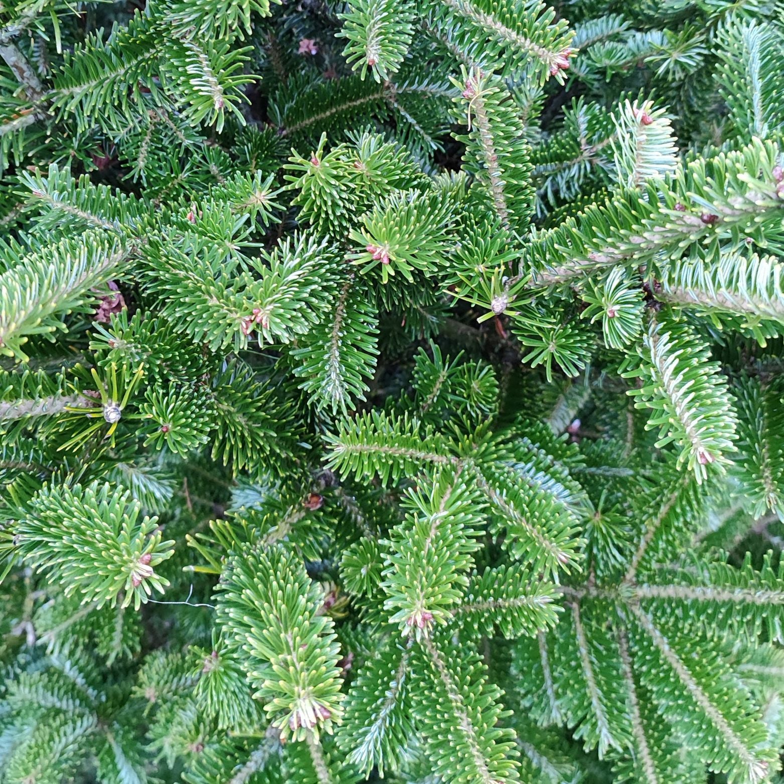 ABIES FRASERI Jodła Frasera