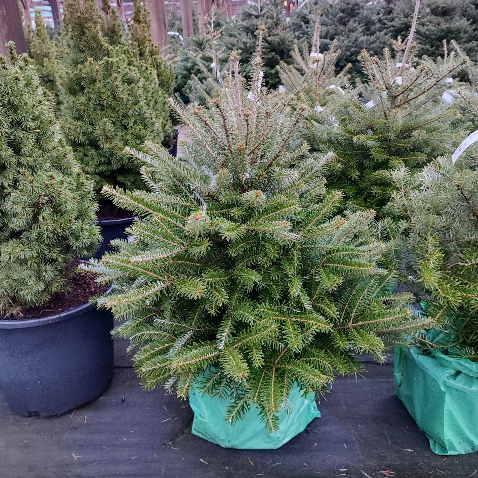 ABIES FRASERI Jodła Frasera
