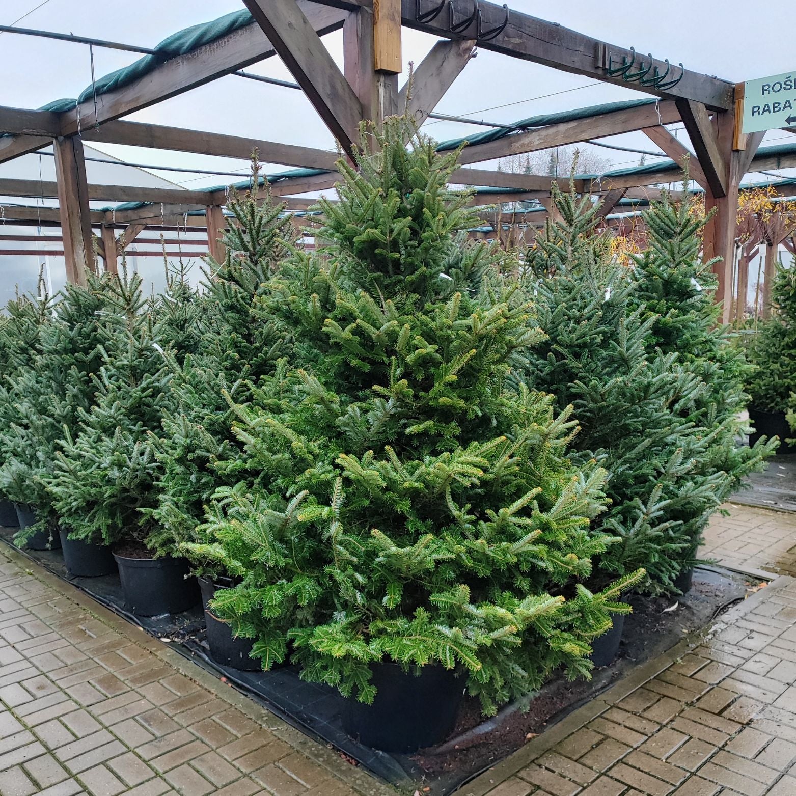 ABIES FRASERI Jodła Frasera