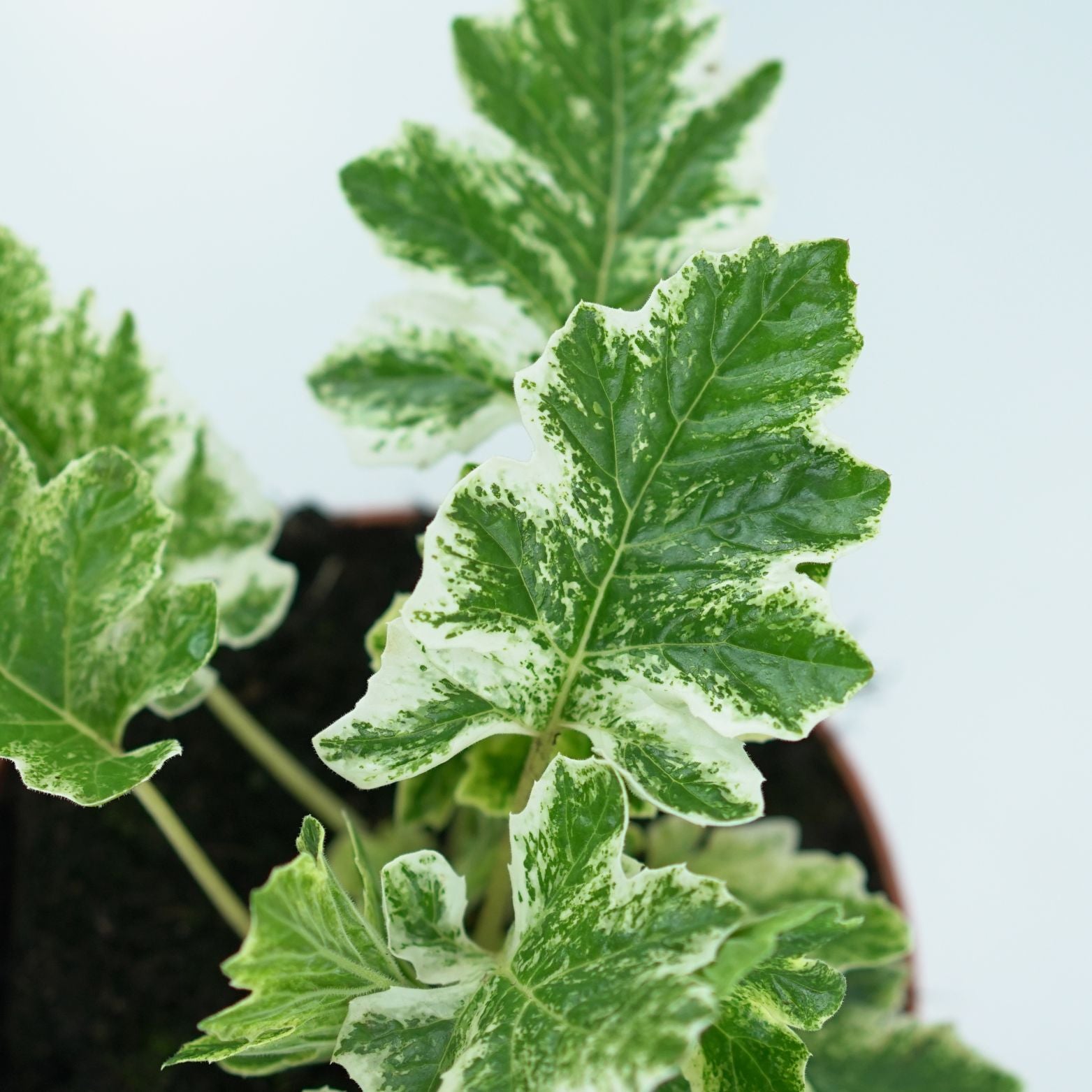 ACANTHUS MOLLIS 'WHITEWATER' Akant miękki 2