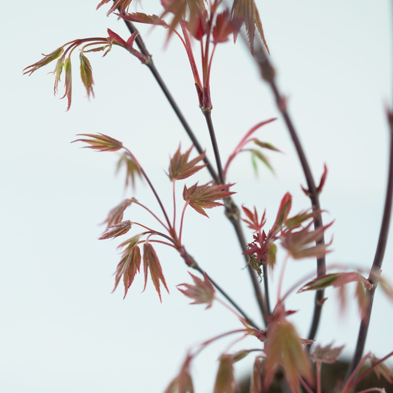 ACER PALMATUM 'ATROPURPUREUM' Klon Palmowy