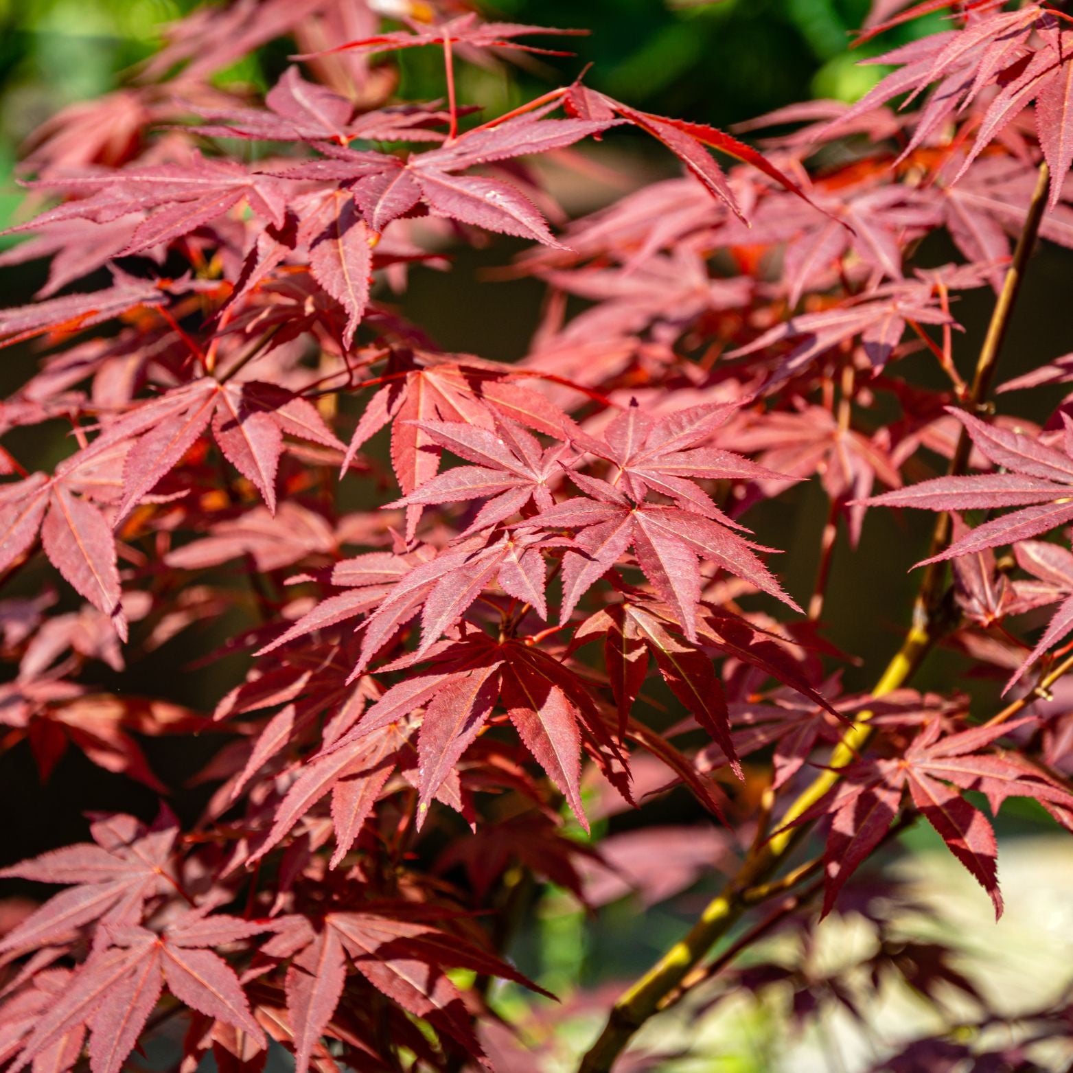ACER PALMATUM 'ATROPURPUREUM' Klon Palmowy