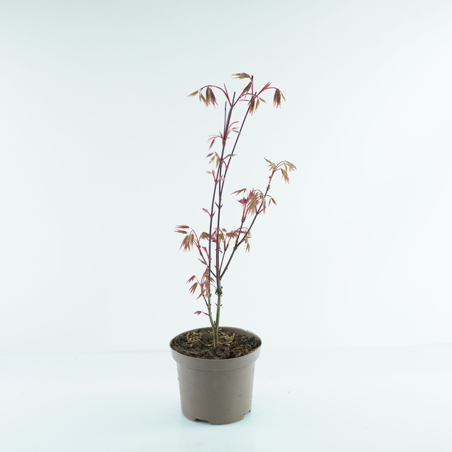 ACER PALMATUM 'ATROPURPUREUM' Klon Palmowy