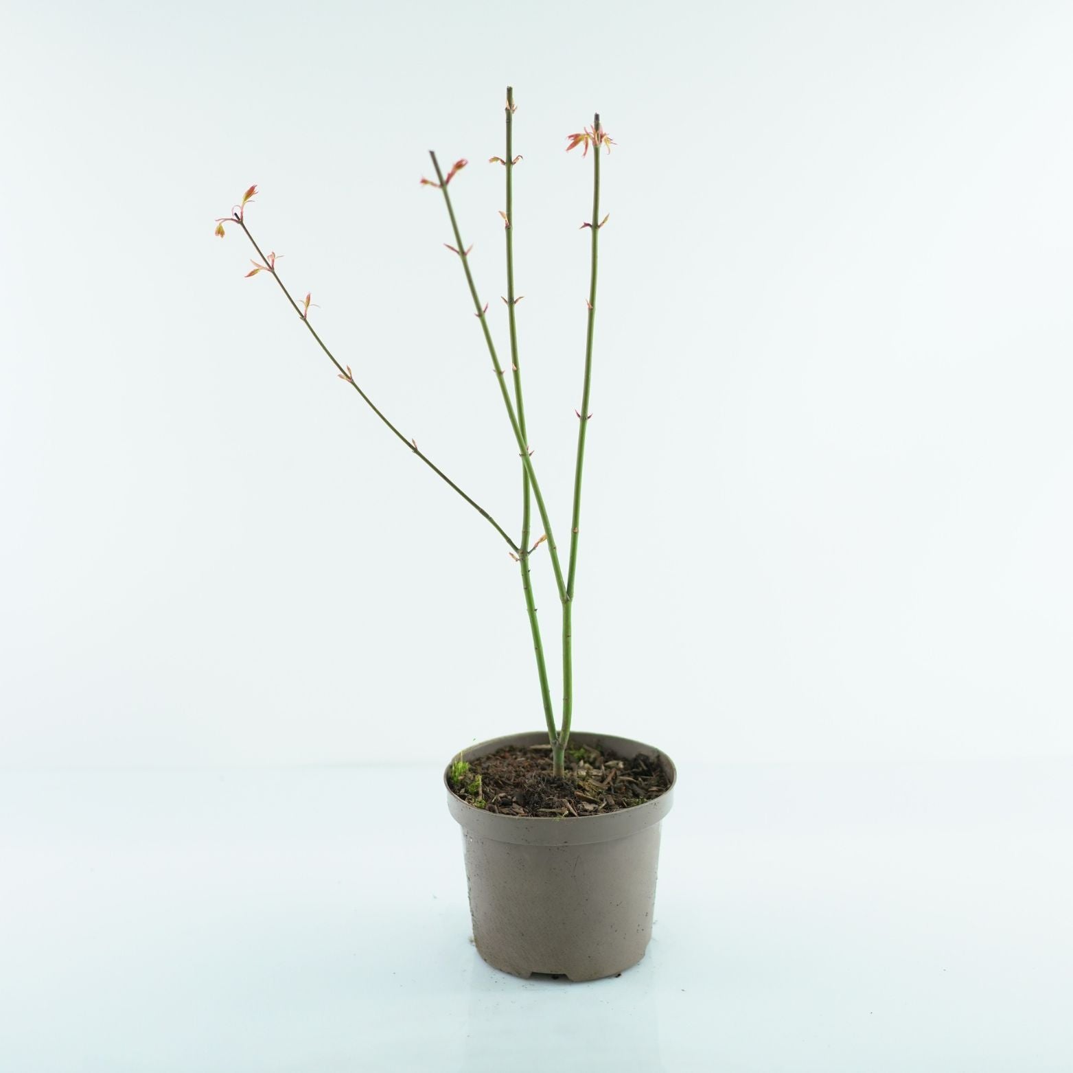 ACER PALMATUM 'ORANGE DREAM' Klon Palmowy