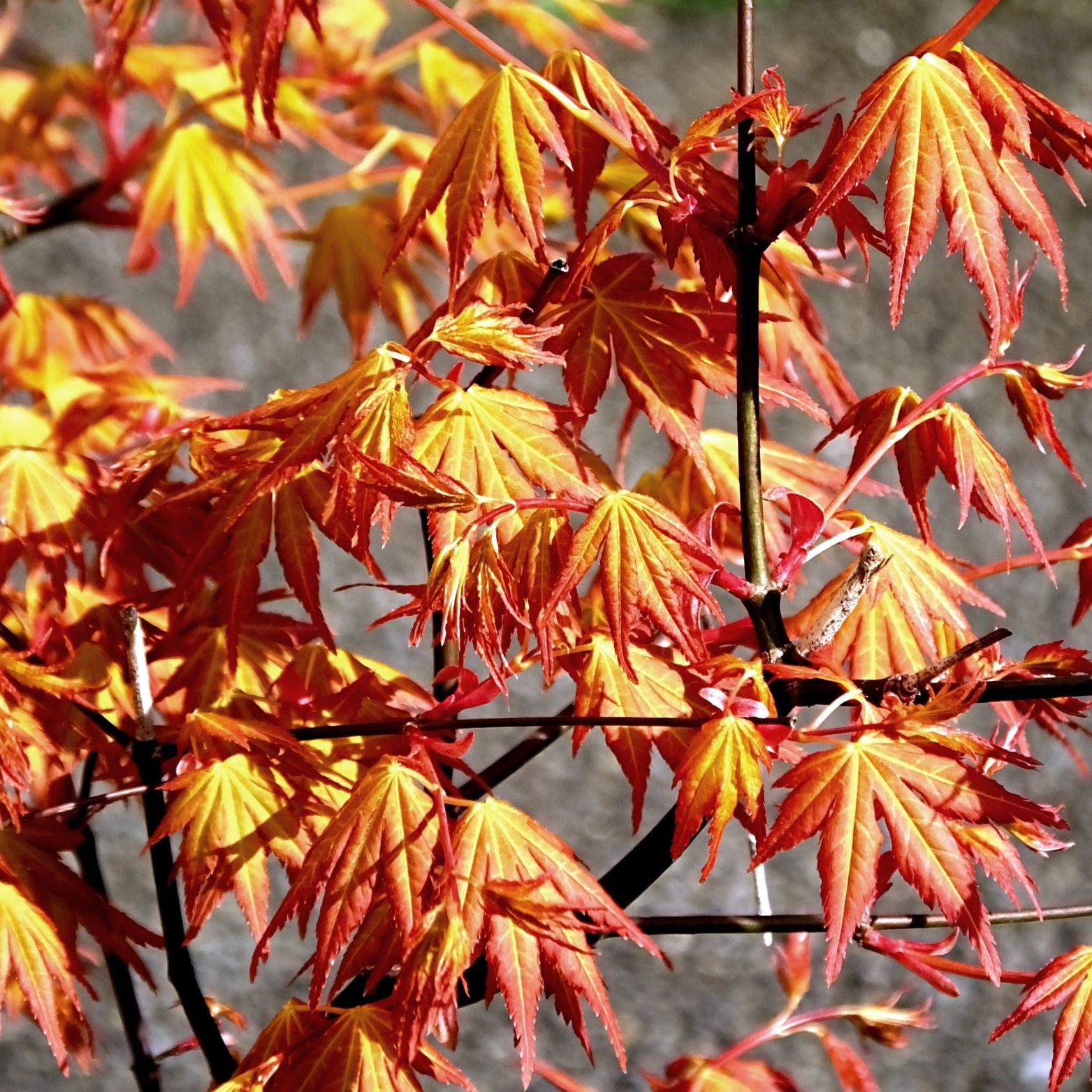 ACER PALMATUM 'ORANGE DREAM' Klon Palmowy